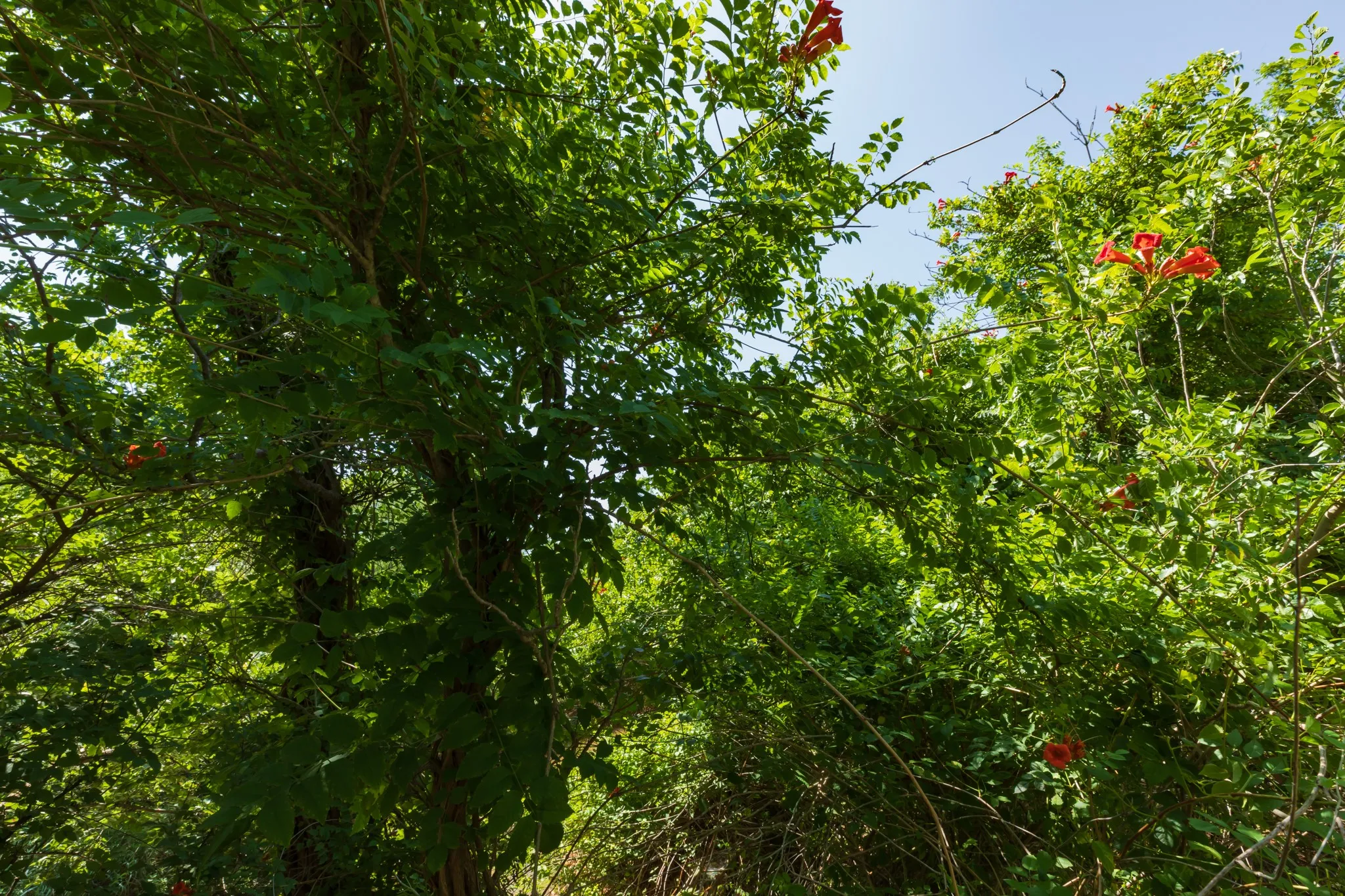 For Sale in Jones County , 9000 Private Road 496, Hawley, Texas 79525, 0, 0, Garage spaces, 0 Sqft, built in 1965, mls#21405995, Real Estate Agent in Hawley, Homes For Sale in Jones county, Homes For Sale in Hawley, Realtor in Hawley Texas, Real Estate Brokerage Independent Realty Texas, Luminita Cordes Realtor
