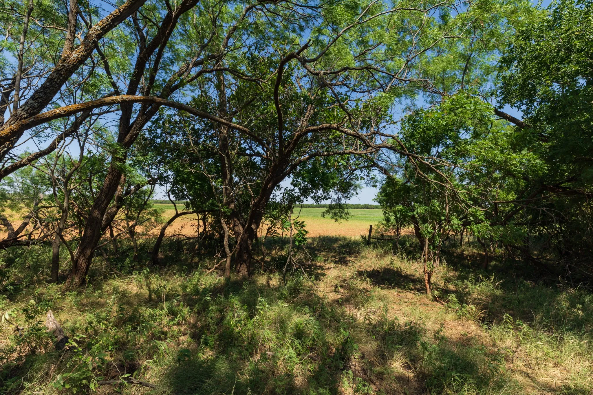 For Sale in Jones County , 9000 Private Road 496, Hawley, Texas 79525, 0, 0, Garage spaces, 0 Sqft, built in 1965, mls#21405995, Real Estate Agent in Hawley, Homes For Sale in Jones county, Homes For Sale in Hawley, Realtor in Hawley Texas, Real Estate Brokerage Independent Realty Texas, Luminita Cordes Realtor