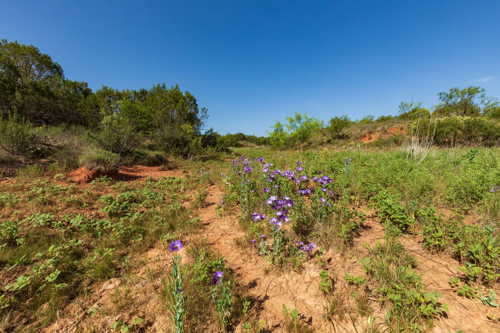 For Sale in Jones County , 9000 Private Road 496, Hawley, Texas 79525, 0, 0, Garage spaces, 0 Sqft, built in 1965, mls#21405995, Real Estate Agent in Hawley, Homes For Sale in Jones county, Homes For Sale in Hawley, Realtor in Hawley Texas, Real Estate Brokerage Independent Realty Texas, Luminita Cordes Realtor