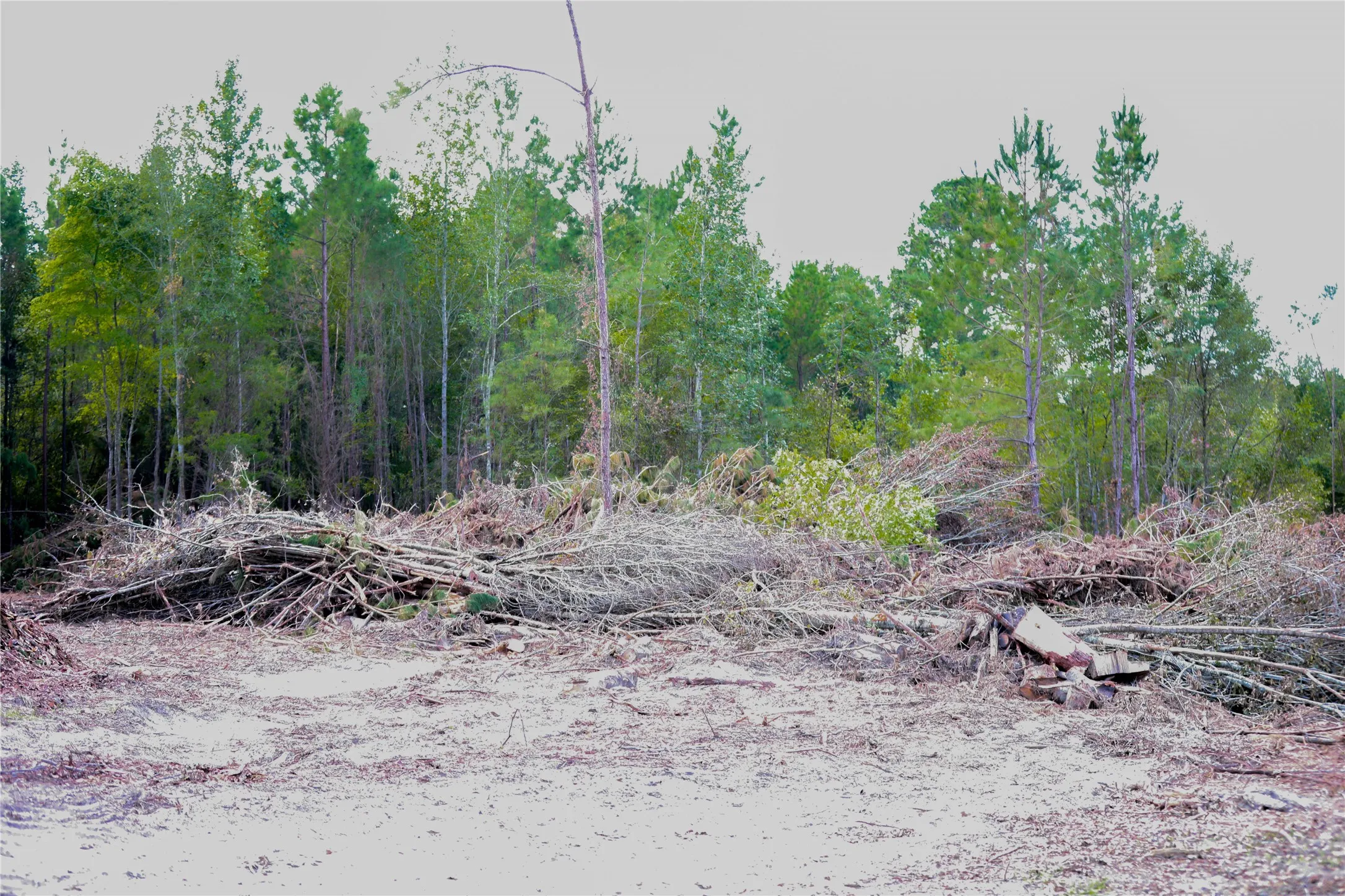 Unimproved Land For Sale in Rusk County , 500 Uren Lee Road, Overton, Texas 75684, 0, 0, Garage spaces, 0 Sqft, built in 0, mls#21406049, Real Estate Agent in Overton, Homes For Sale in Rusk county, Homes For Sale in Overton, Realtor in Overton Texas, Real Estate Brokerage Independent Realty Texas, Luminita Cordes Realtor