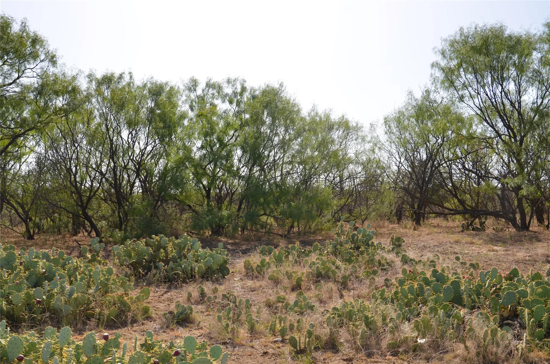 Ranch For Sale in Callahan County , TBD CR 326, Baird, Texas 79504, 0, 0, Garage spaces, 0 Sqft, built in 0, mls#21405986, Real Estate Agent in Baird, Homes For Sale in Callahan county, Homes For Sale in Baird, Realtor in Baird Texas, Real Estate Brokerage Independent Realty Texas, Luminita Cordes Realtor