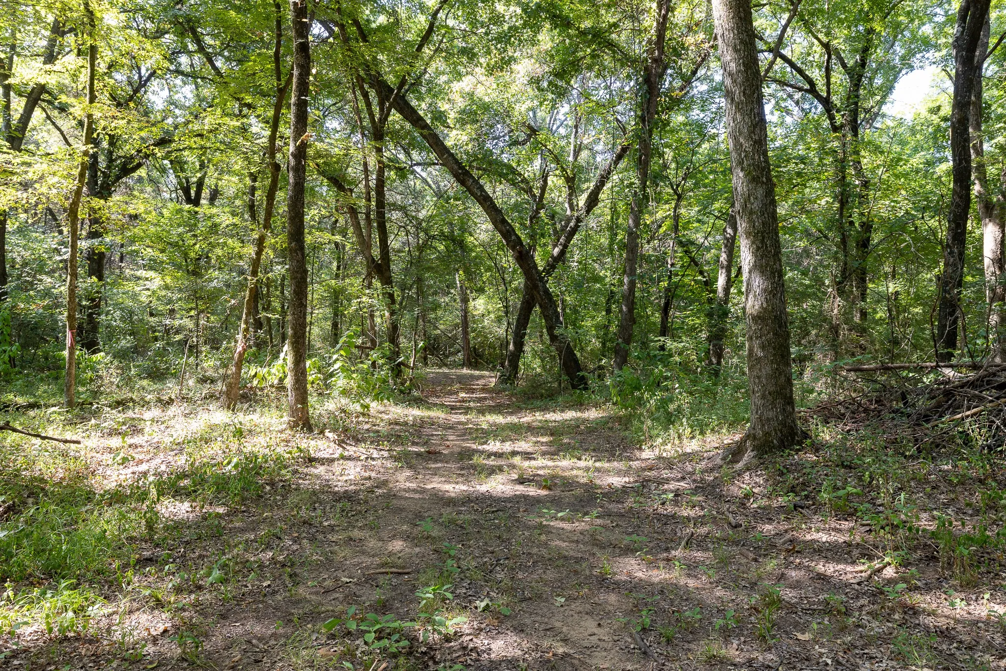 Unimproved Land For Sale in Grayson County , TBD Richards Road, Sadler, Texas 76264, 0, 0, Garage spaces, 0 Sqft, built in 0, mls#21404431, Real Estate Agent in Sadler, Homes For Sale in Grayson county, Homes For Sale in Sadler, Realtor in Sadler Texas, Real Estate Brokerage Independent Realty Texas, Luminita Cordes Realtor