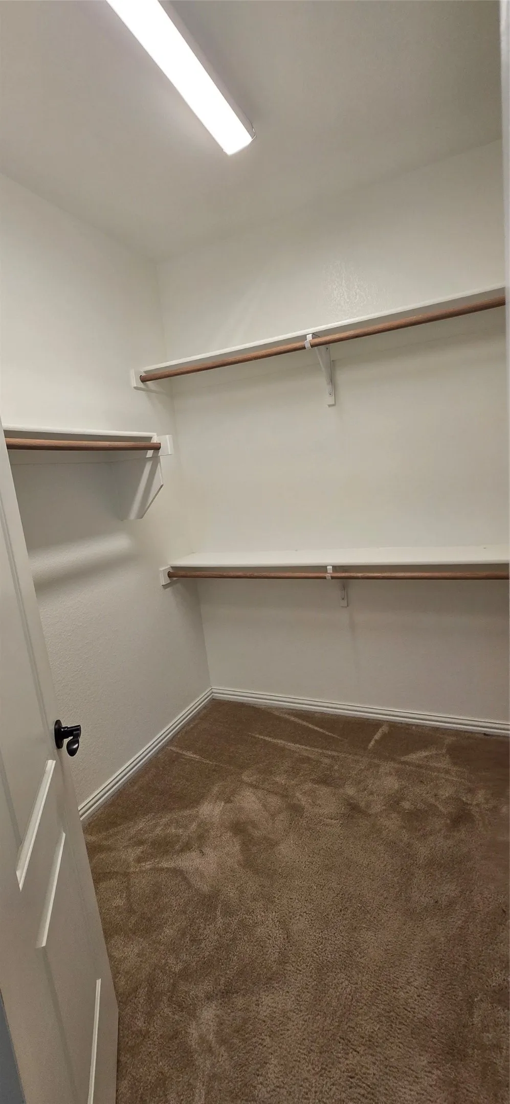 Recessed walk-in closet with carpet flooring, multiple shelving units, and overhead lighting