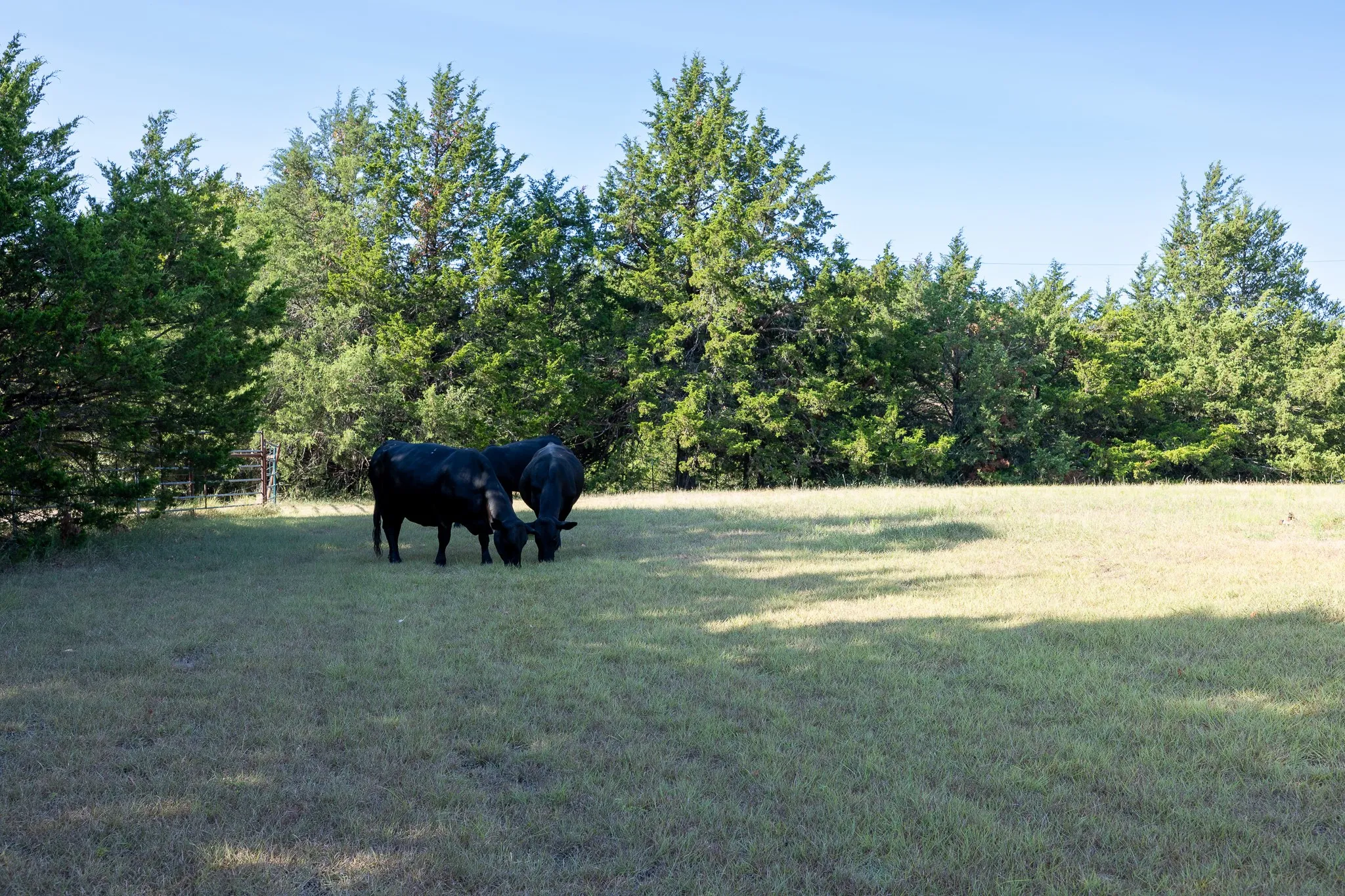 Unimproved Land For Sale in Grayson County , T.B.D. Richards Road, Sadler, Texas 76264, 0, 0, Garage spaces, 0 Sqft, built in 0, mls#21404341, Real Estate Agent in Sadler, Homes For Sale in Grayson county, Homes For Sale in Sadler, Realtor in Sadler Texas, Real Estate Brokerage Independent Realty Texas, Luminita Cordes Realtor