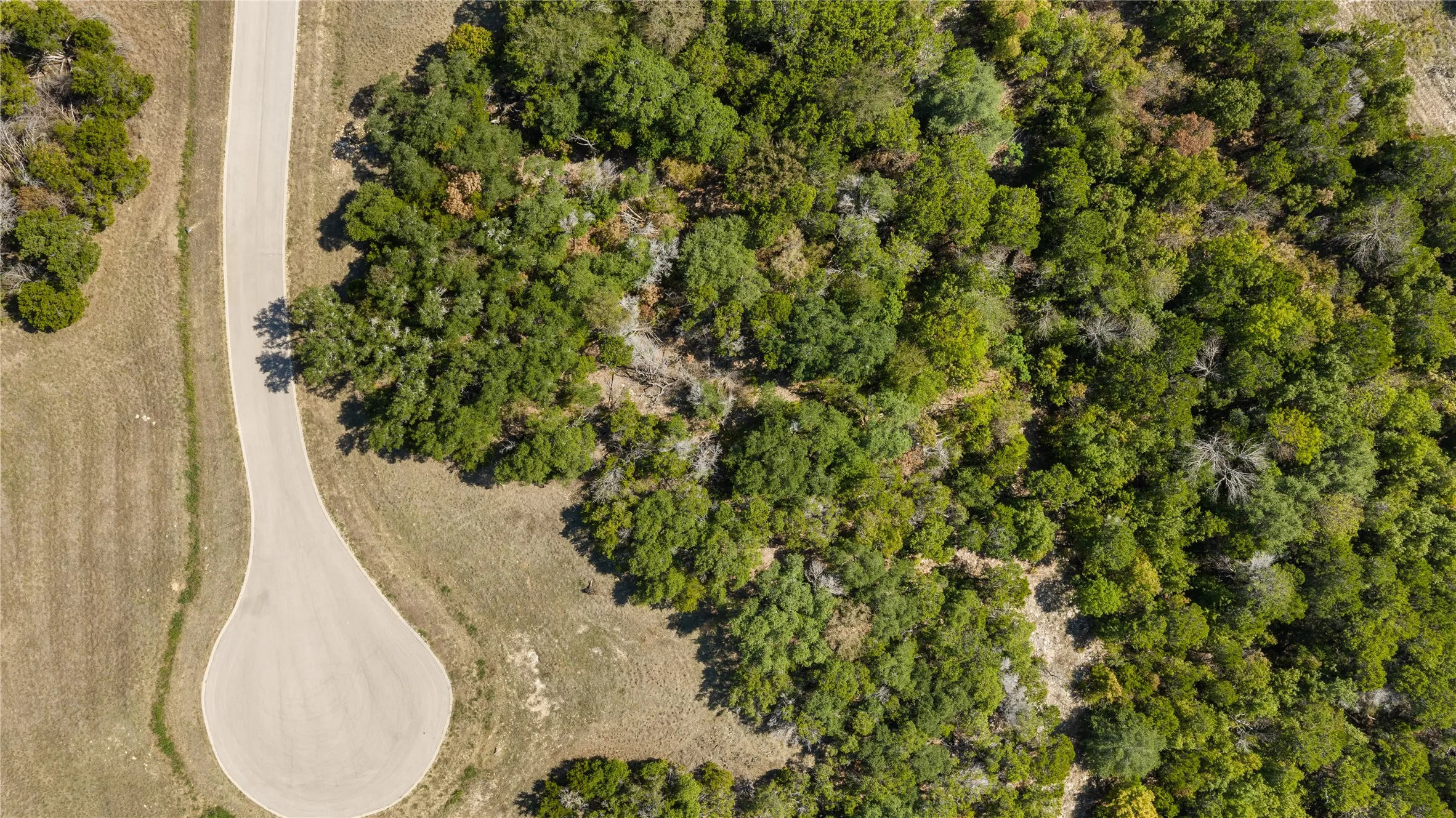Wooded lot with established trees and an adjacent paved road