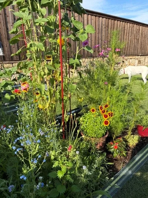 Raised garden bed featuring diverse plant life, vibrant blooming flowers, and verdant foliage
