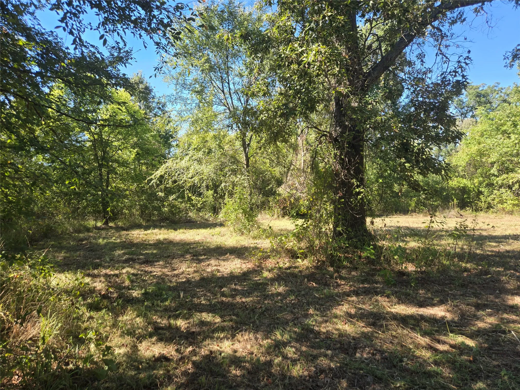 Improved Land For Sale in Titus County , 532 County Road 1780, Mt Pleasant, Texas 75455, 0, 0, Garage spaces, 0 Sqft, built in 0, mls#21406655, Real Estate Agent in Mt Pleasant, Homes For Sale in Titus county, Homes For Sale in Mt Pleasant, Realtor in Mt Pleasant Texas, Real Estate Brokerage Independent Realty Texas, Luminita Cordes Realtor