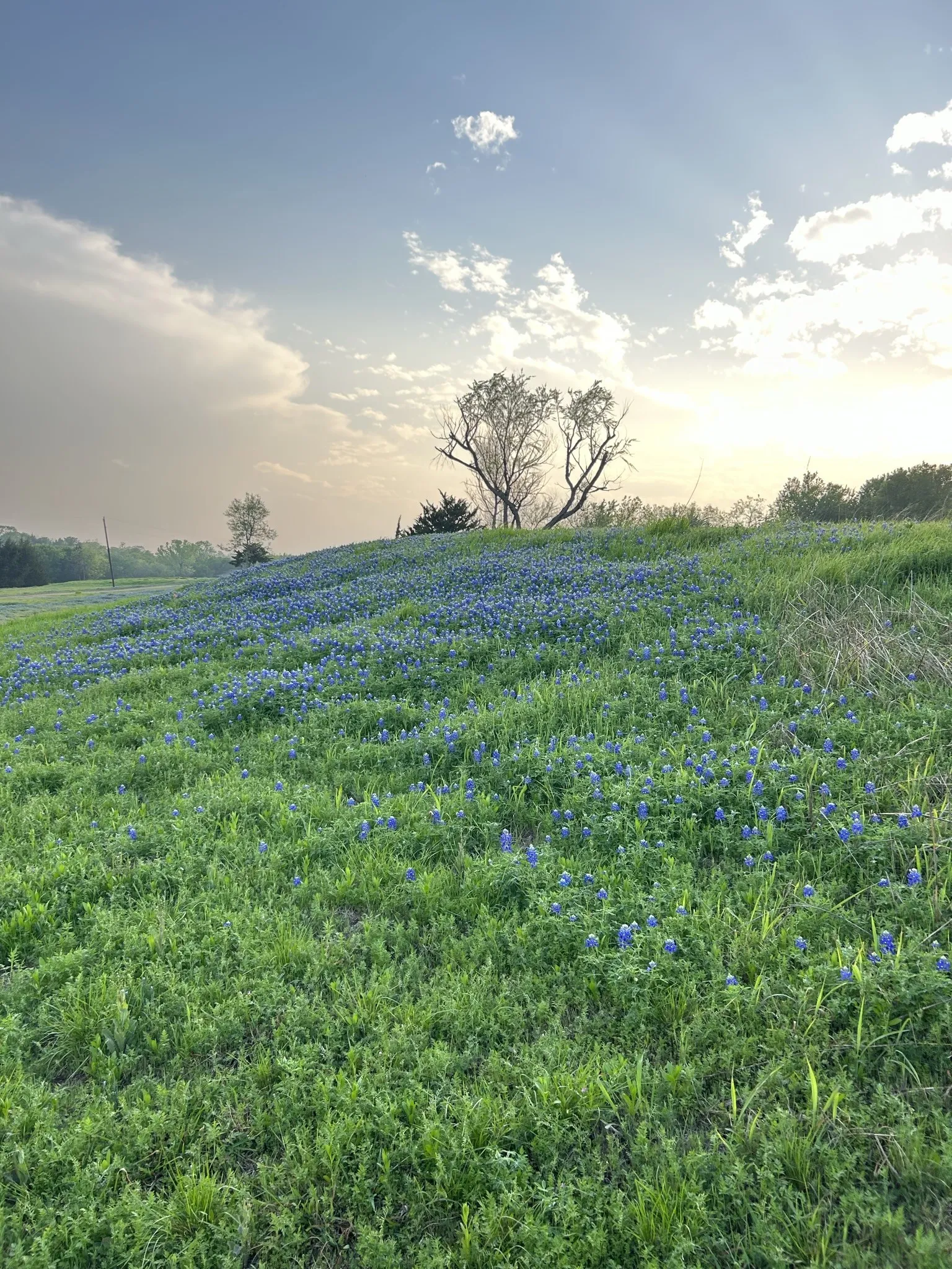 Unimproved Land For Sale in Ellis County , TBD 7 Palmyra, Palmer, Texas 75152, 0, 0, Garage spaces, 0 Sqft, built in 0, mls#21406686, Real Estate Agent in Palmer, Homes For Sale in Ellis county, Homes For Sale in Palmer, Realtor in Palmer Texas, Real Estate Brokerage Independent Realty Texas, Luminita Cordes Realtor