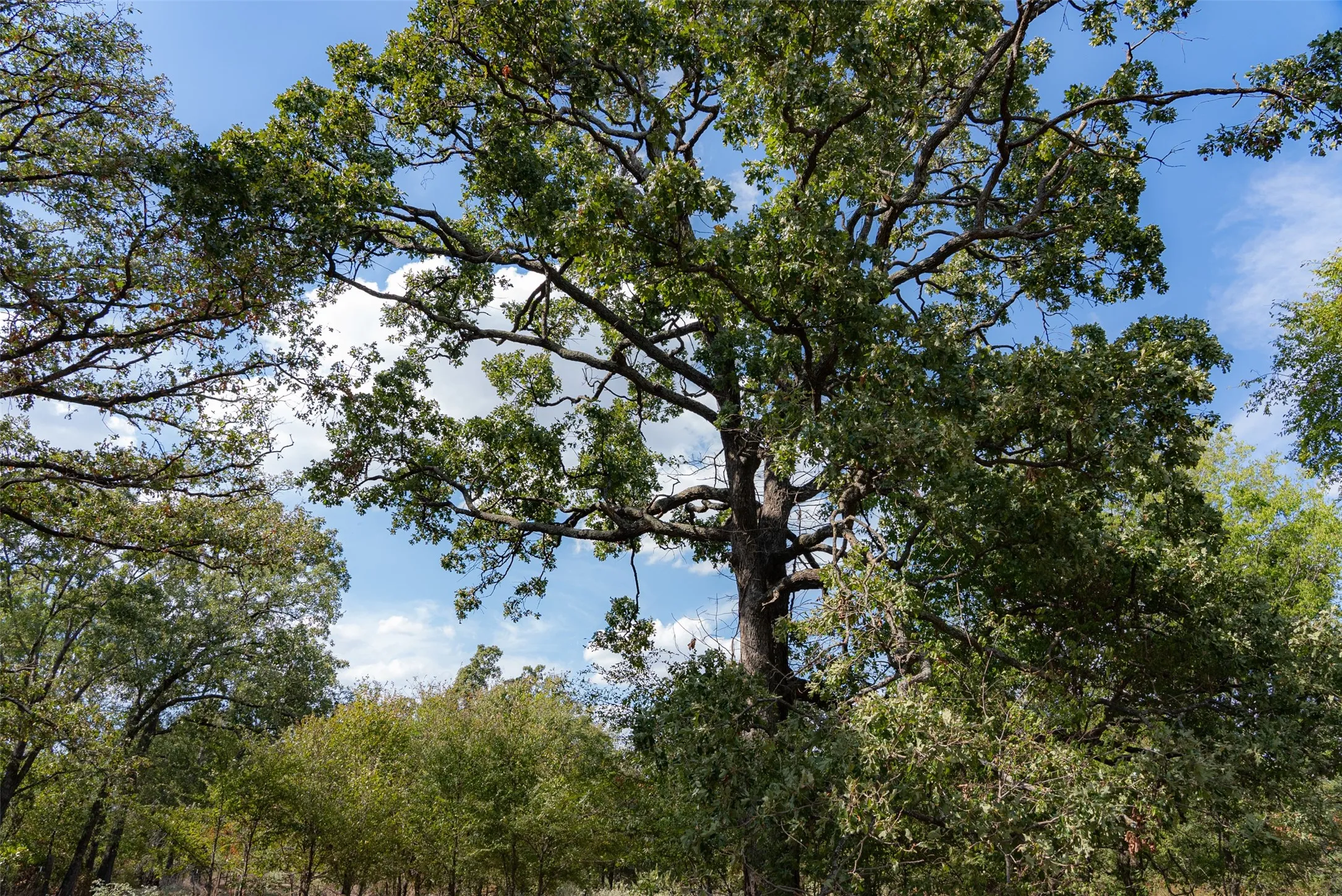 Unimproved Land For Sale in Van Zandt County , NW VZ County Road 3409, Wills Point, Texas 75169, 0, 0, Garage spaces, 0 Sqft, built in 0, mls#21406803, Real Estate Agent in Wills Point, Homes For Sale in Van Zandt county, Homes For Sale in Wills Point, Realtor in Wills Point Texas, Real Estate Brokerage Independent Realty Texas, Luminita Cordes Realtor
