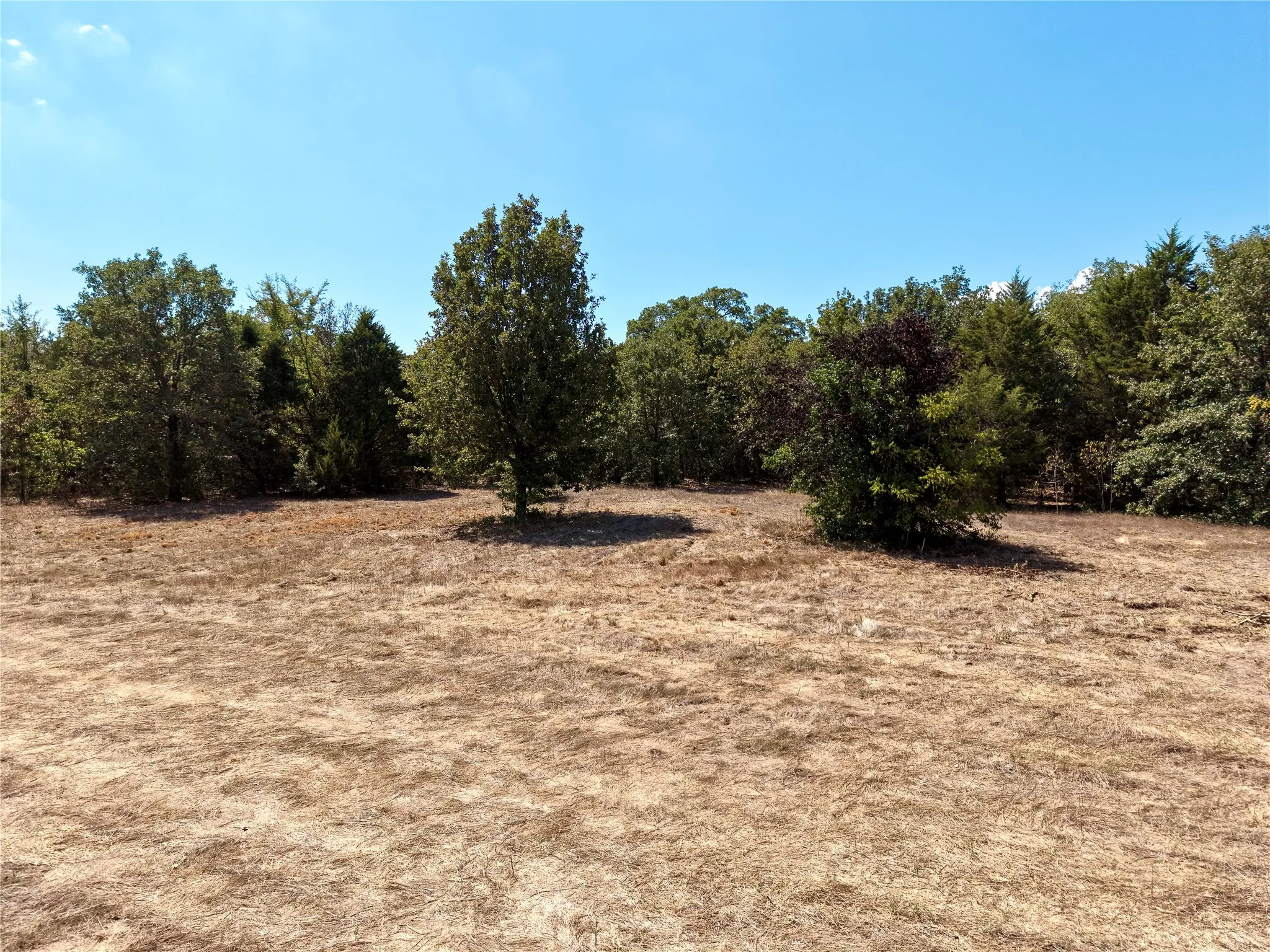 Open Ground and Tree Line