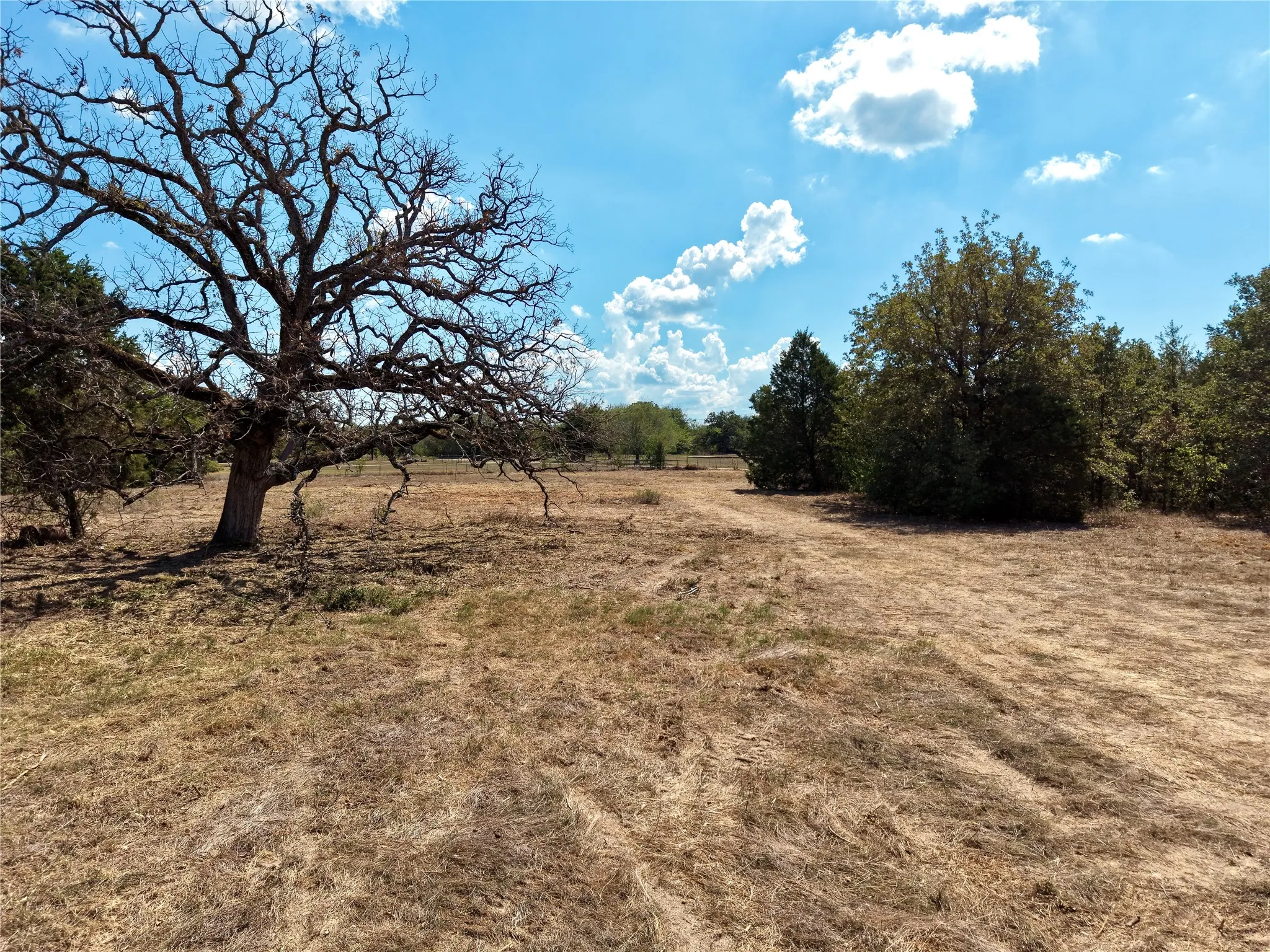 Interior Tree and Open Ground