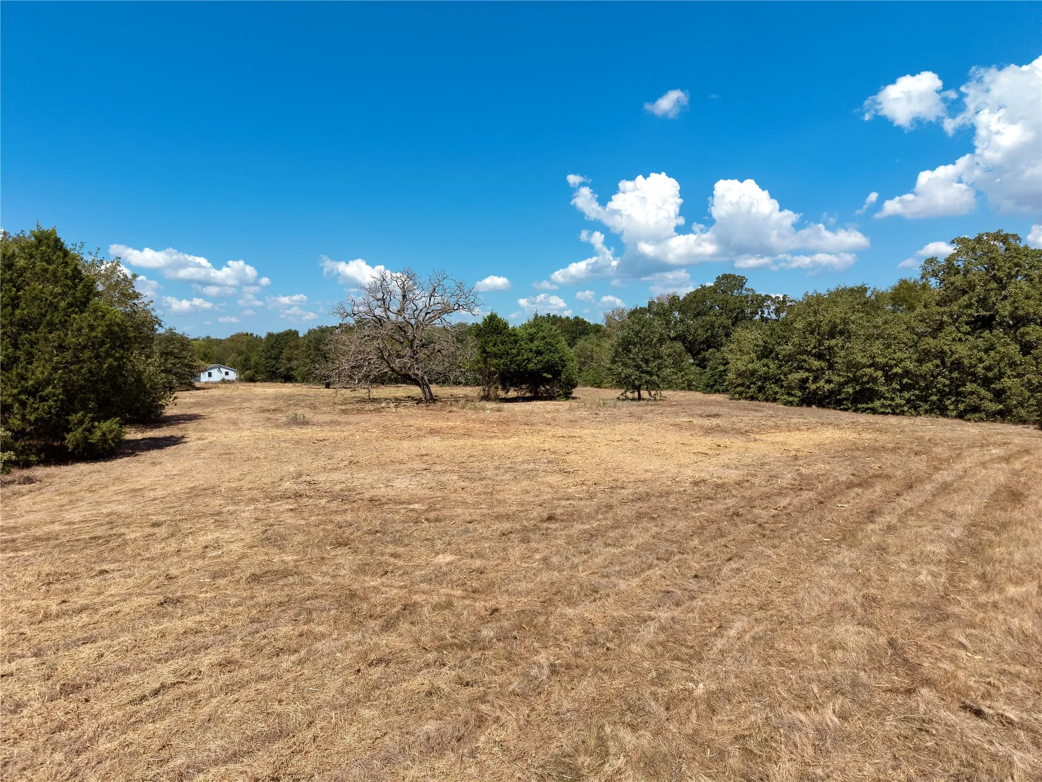 Open Areas and Established Trees
