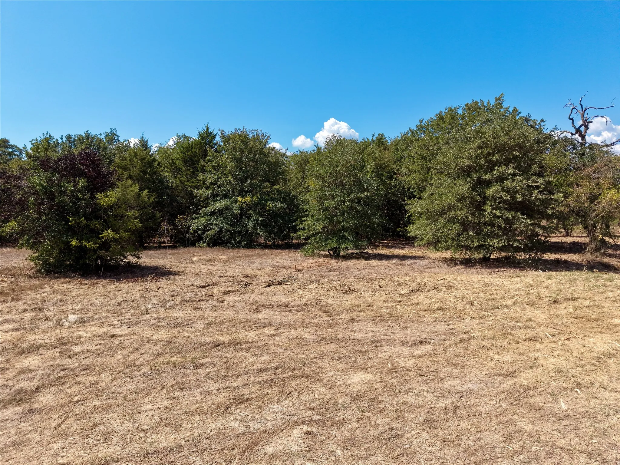 Scattered Trees