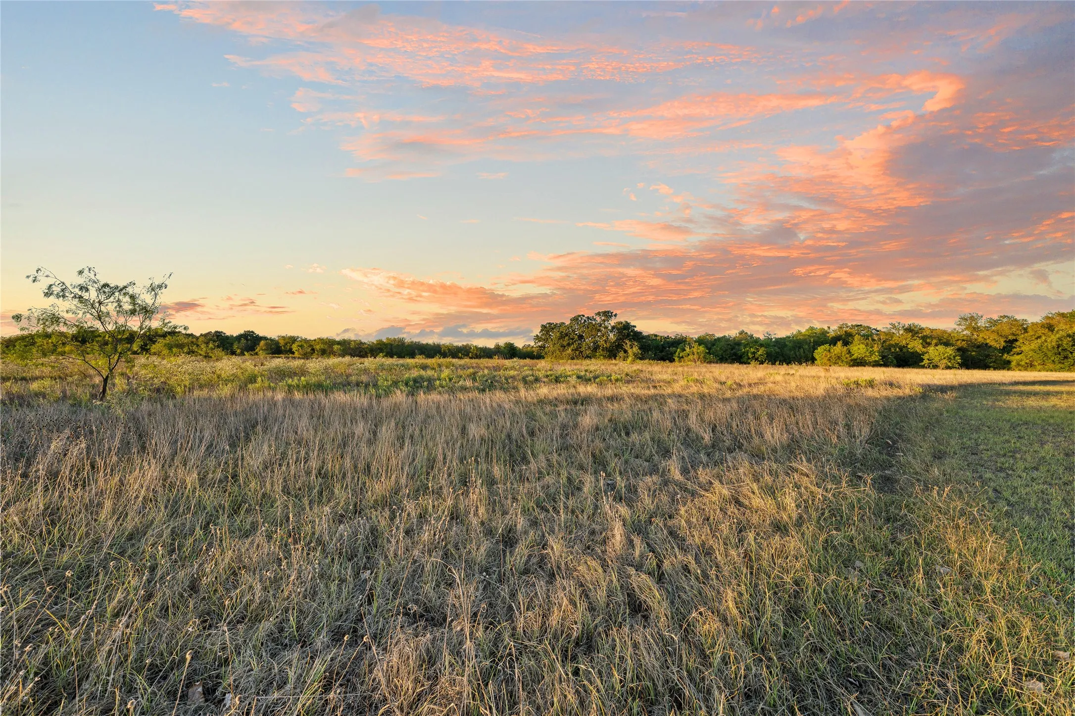 Expansive open field with natural grass and scattered trees, bordered by a dense tree line