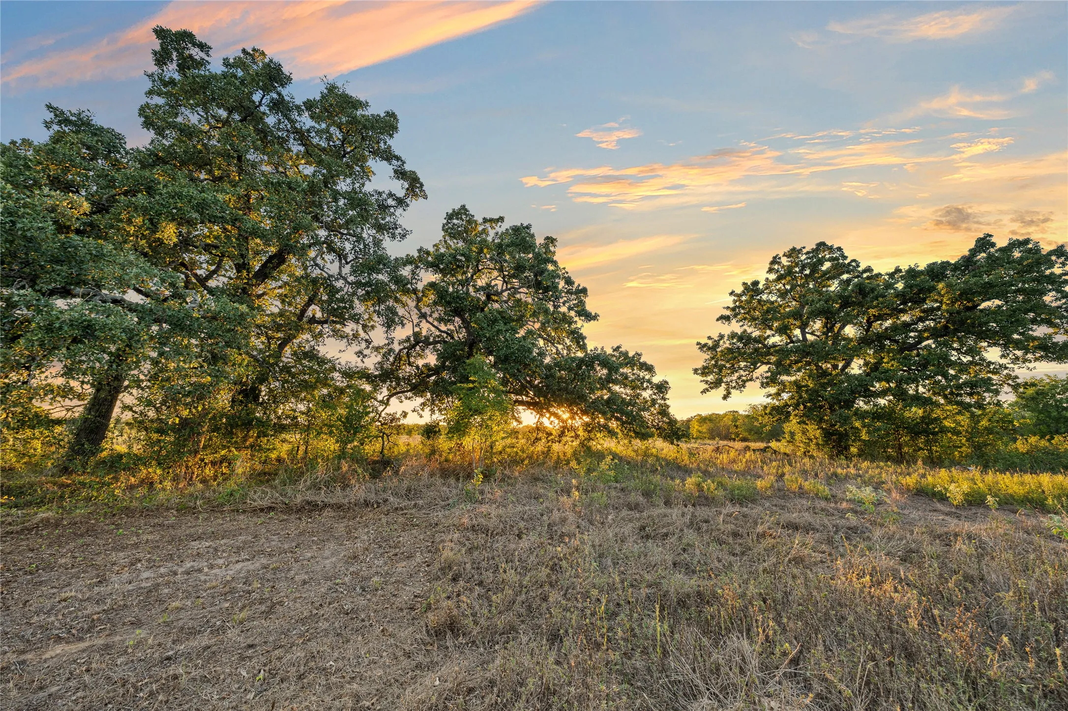 Expansive natural landscape featuring mature trees and varied ground cover