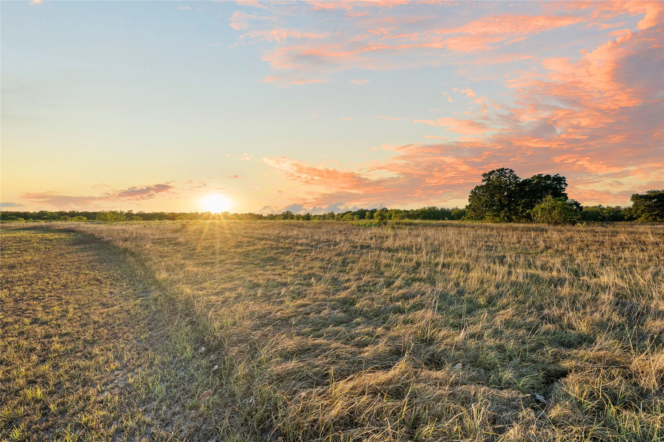 Expansive natural landscape featuring a prominent tree line