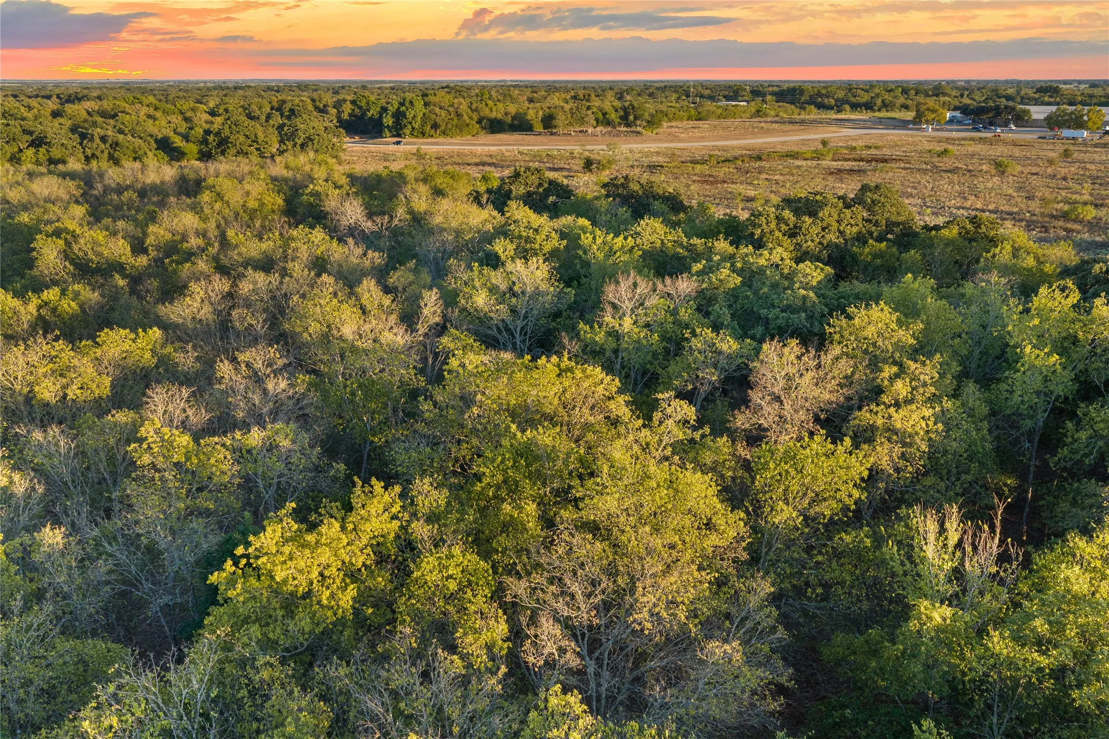 Expansive tree coverage with a mix of mature and younger growth