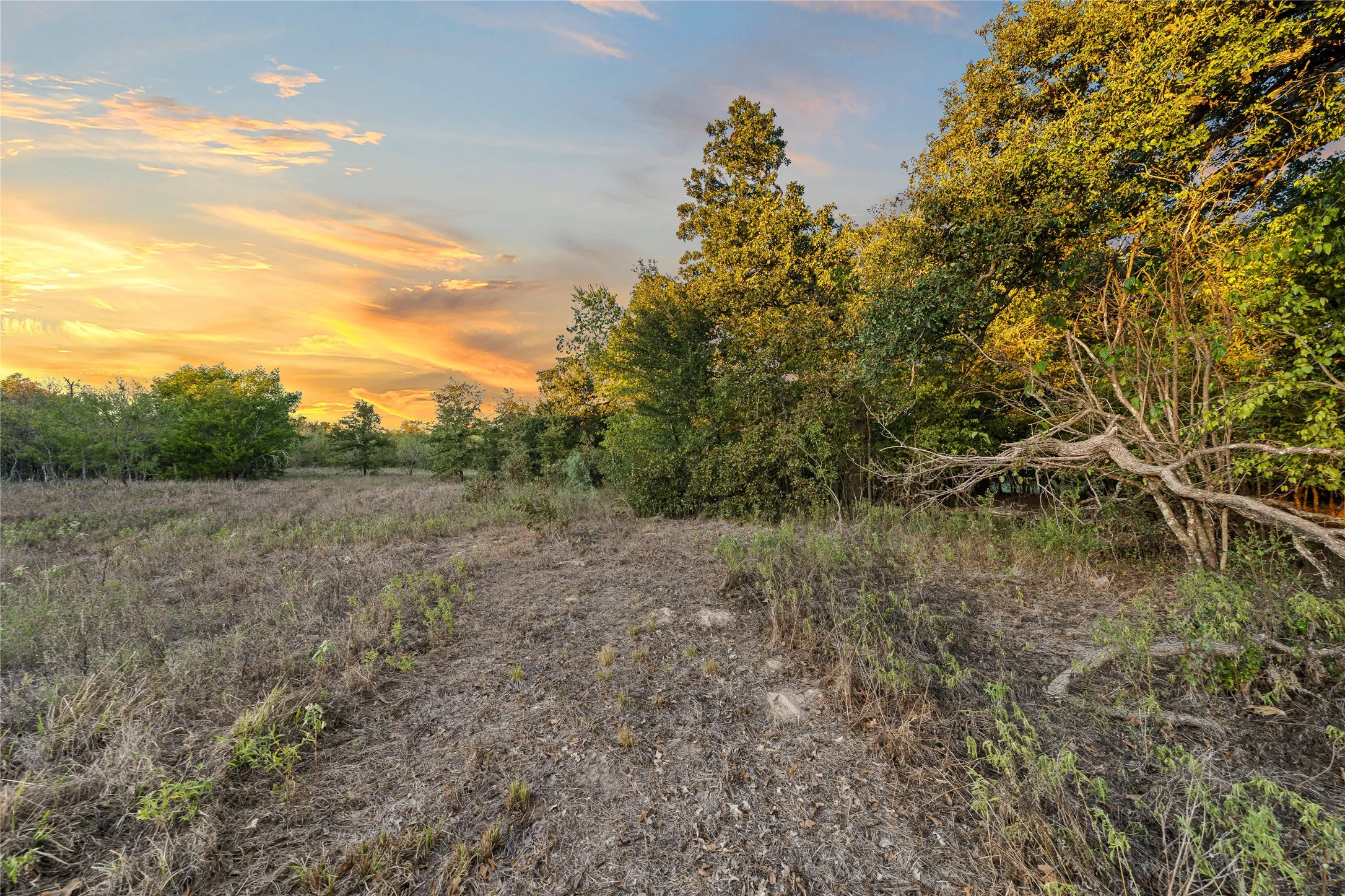 Expansive open field with scattered mature trees and natural vegetation