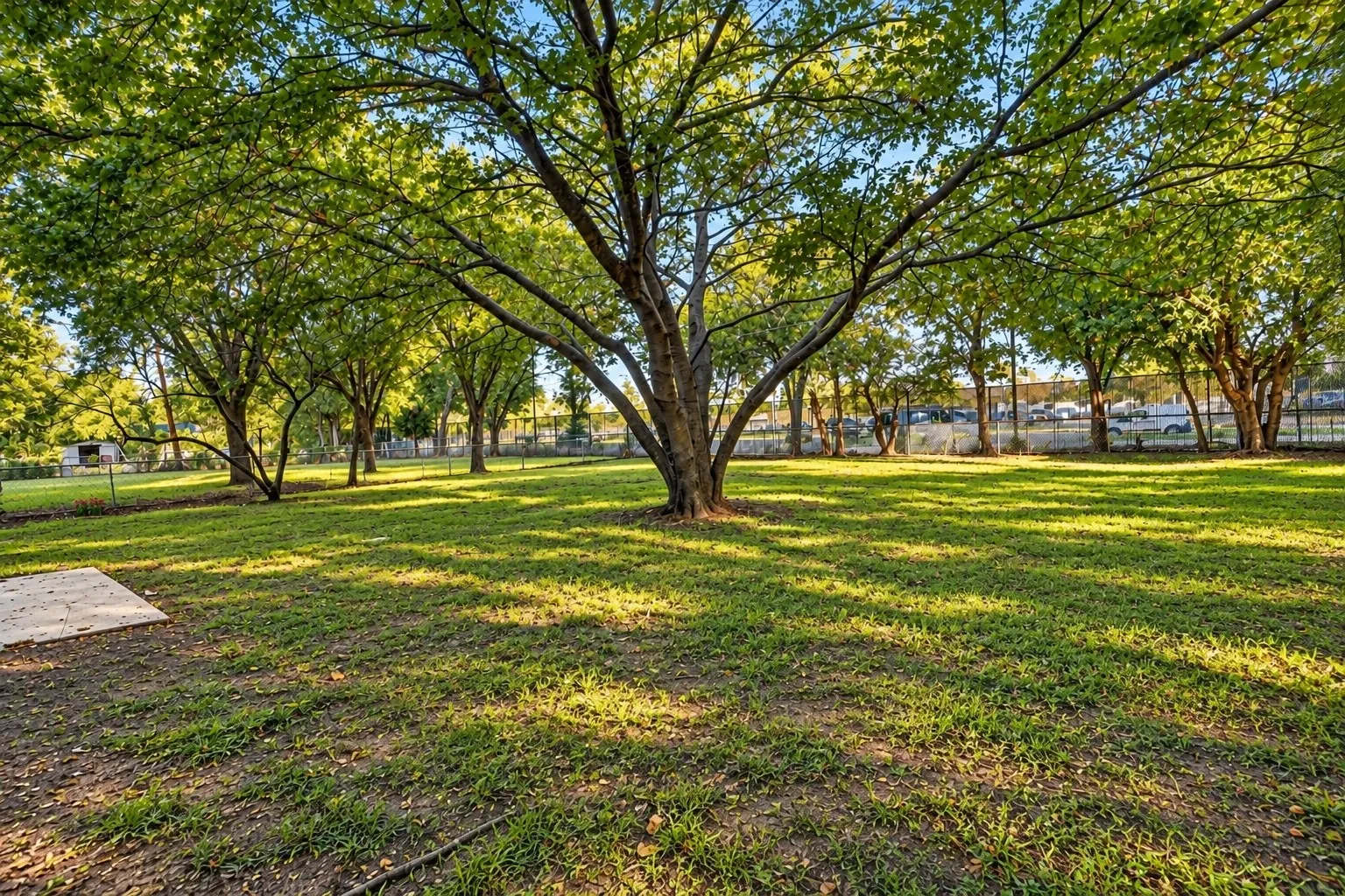 Expansive green space featuring mature trees and a solid surface pad