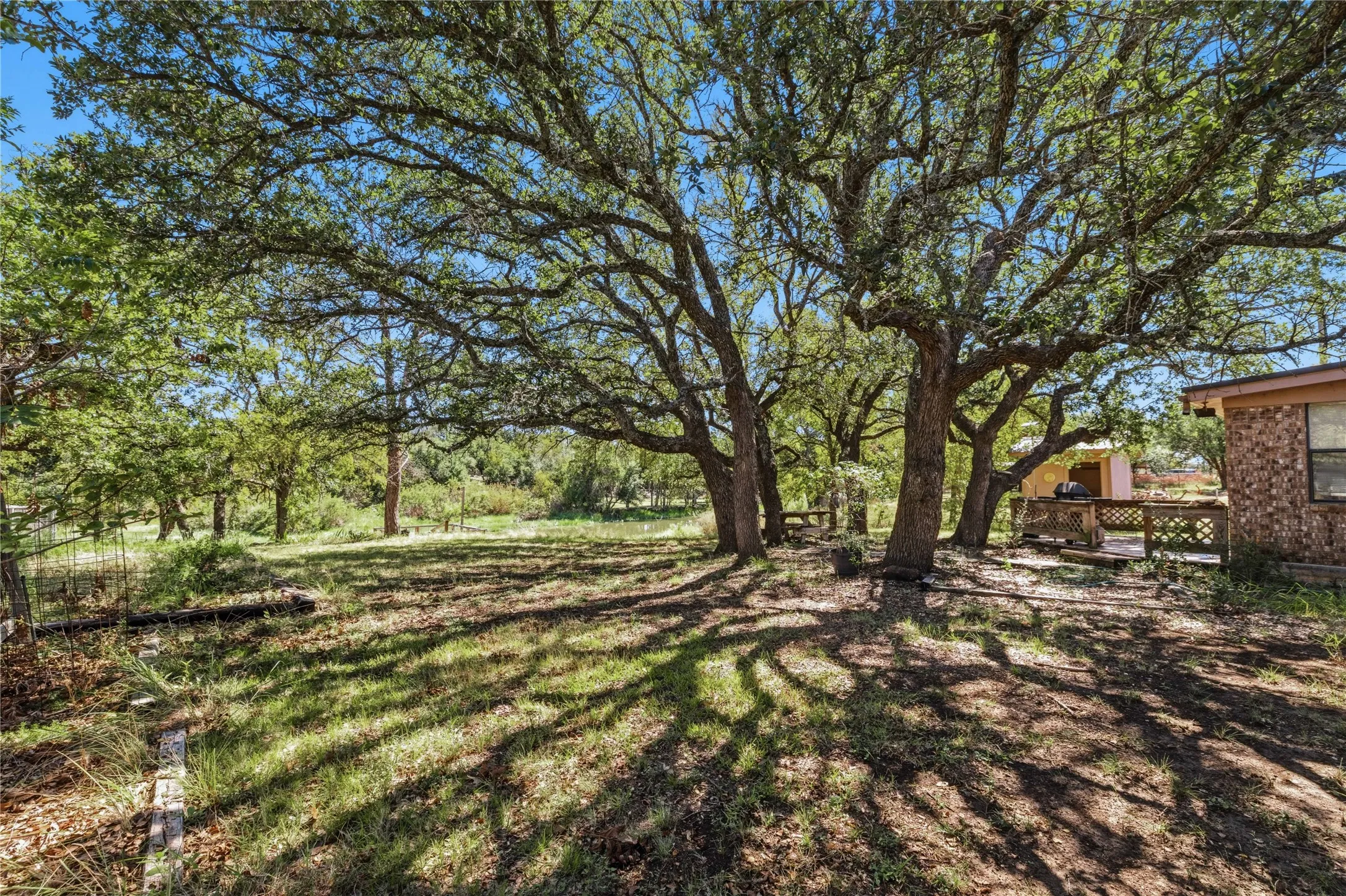 Large trees