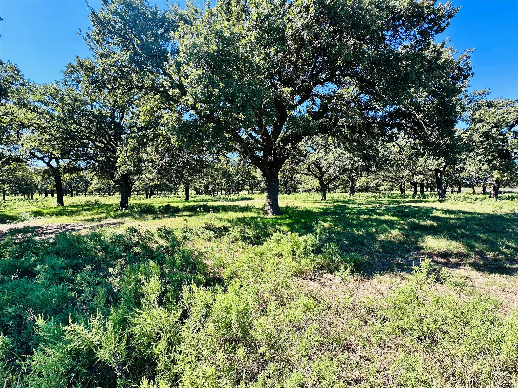 Improved Land For Sale in Callahan County , 8593 State Highway 36 E, Cross Plains, Texas 76443, 0, 0, Garage spaces, 0 Sqft, built in 2013, mls#21404837, Real Estate Agent in Cross Plains, Homes For Sale in Callahan county, Homes For Sale in Cross Plains, Realtor in Cross Plains Texas, Real Estate Brokerage Independent Realty Texas, Luminita Cordes Realtor