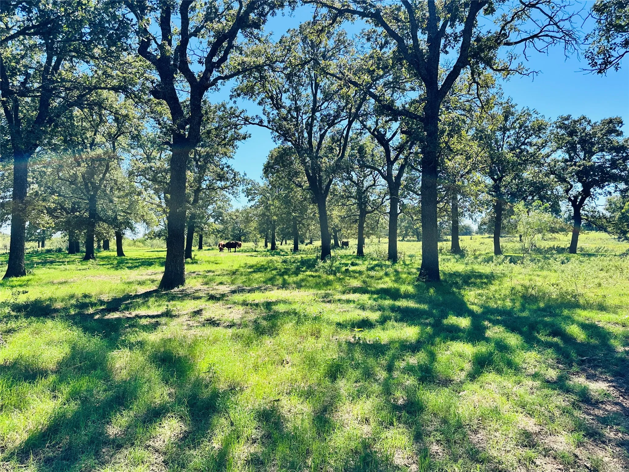 Improved Land For Sale in Callahan County , 8593 State Highway 36 E, Cross Plains, Texas 76443, 0, 0, Garage spaces, 0 Sqft, built in 2013, mls#21404837, Real Estate Agent in Cross Plains, Homes For Sale in Callahan county, Homes For Sale in Cross Plains, Realtor in Cross Plains Texas, Real Estate Brokerage Independent Realty Texas, Luminita Cordes Realtor