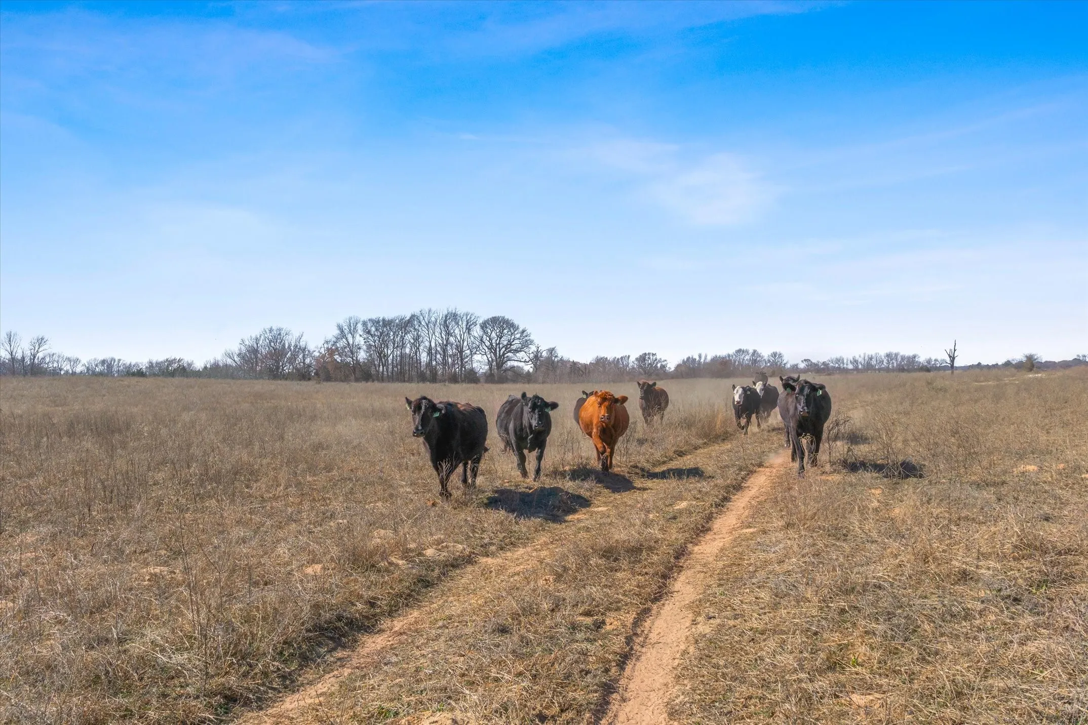Unimproved Land For Sale in Van Zandt County , TBD VZ County Road 2317 Tract 7, Canton, Texas 75103, 0, 0, Garage spaces, 0 Sqft, built in 0, mls#21403903, Real Estate Agent in Canton, Homes For Sale in Van Zandt county, Homes For Sale in Canton, Realtor in Canton Texas, Real Estate Brokerage Independent Realty Texas, Luminita Cordes Realtor
