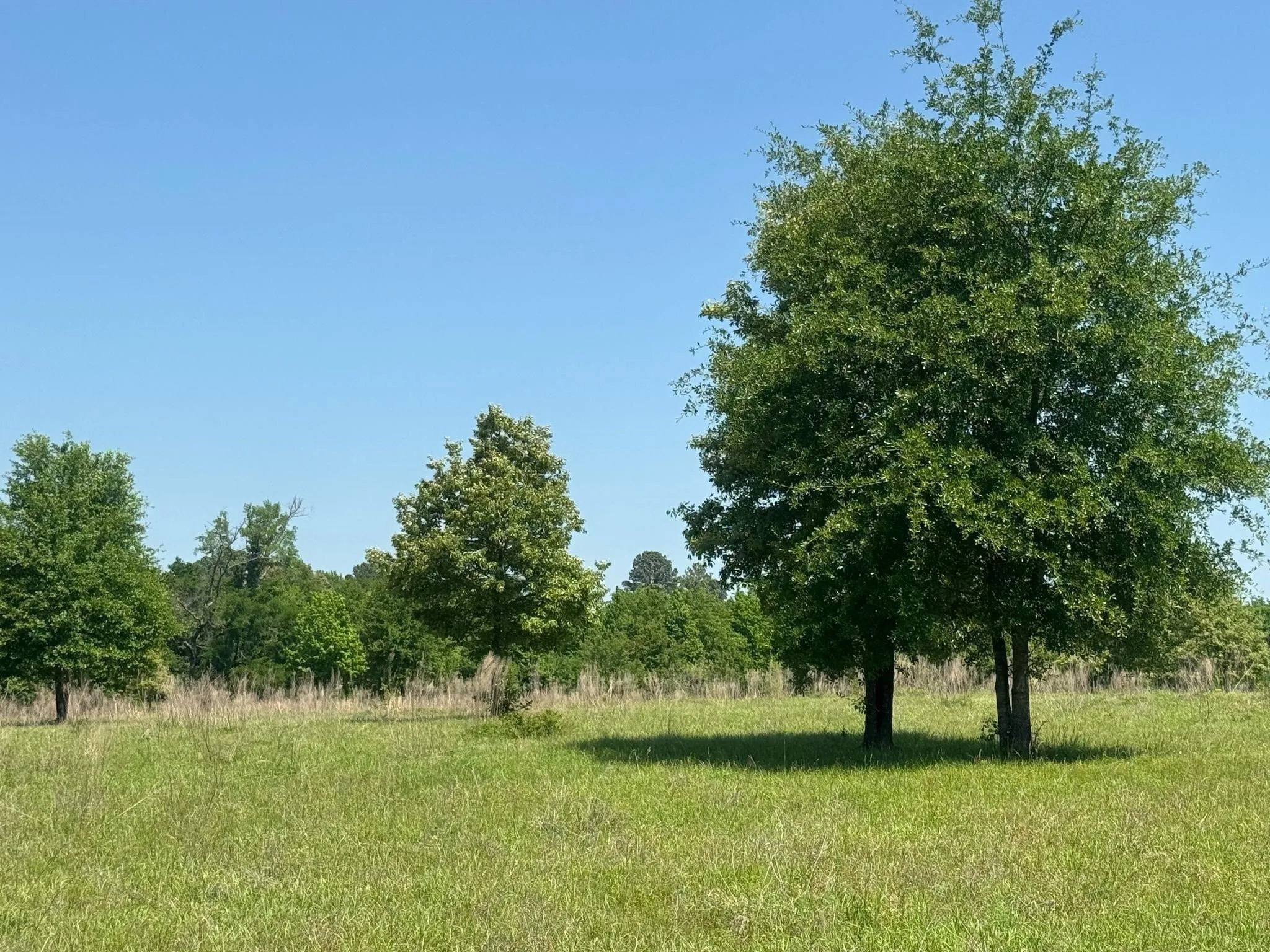 Ranch For Sale in Anderson County , 0 S US-79 Highway, Palestine, Texas 75801, 0, 0, Garage spaces, 0 Sqft, built in 0, mls#21407058, Real Estate Agent in Palestine, Homes For Sale in Anderson county, Homes For Sale in Palestine, Realtor in Palestine Texas, Real Estate Brokerage Independent Realty Texas, Luminita Cordes Realtor