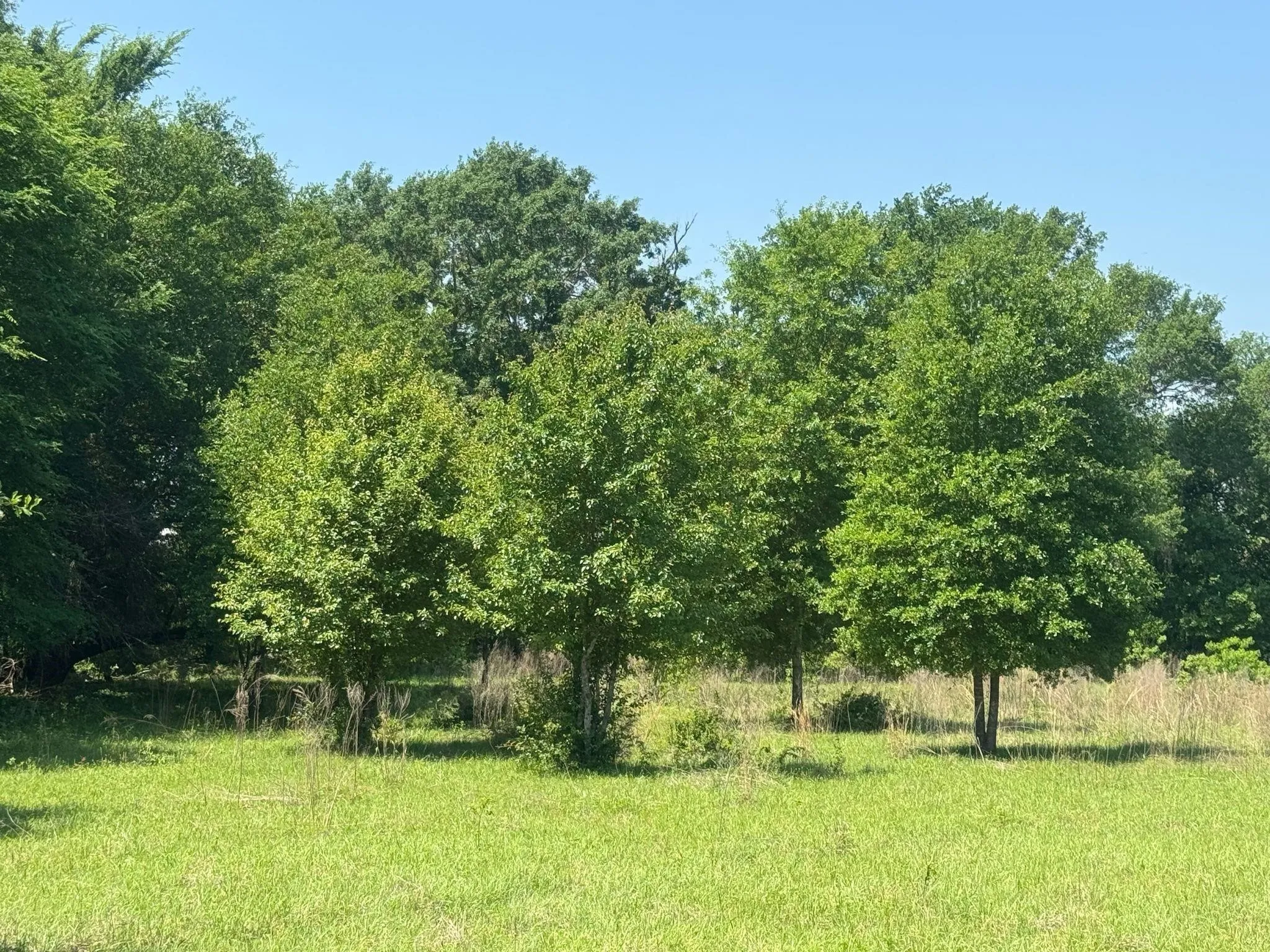 Ranch For Sale in Anderson County , 0 S US-79 Highway, Palestine, Texas 75801, 0, 0, Garage spaces, 0 Sqft, built in 0, mls#21407058, Real Estate Agent in Palestine, Homes For Sale in Anderson county, Homes For Sale in Palestine, Realtor in Palestine Texas, Real Estate Brokerage Independent Realty Texas, Luminita Cordes Realtor