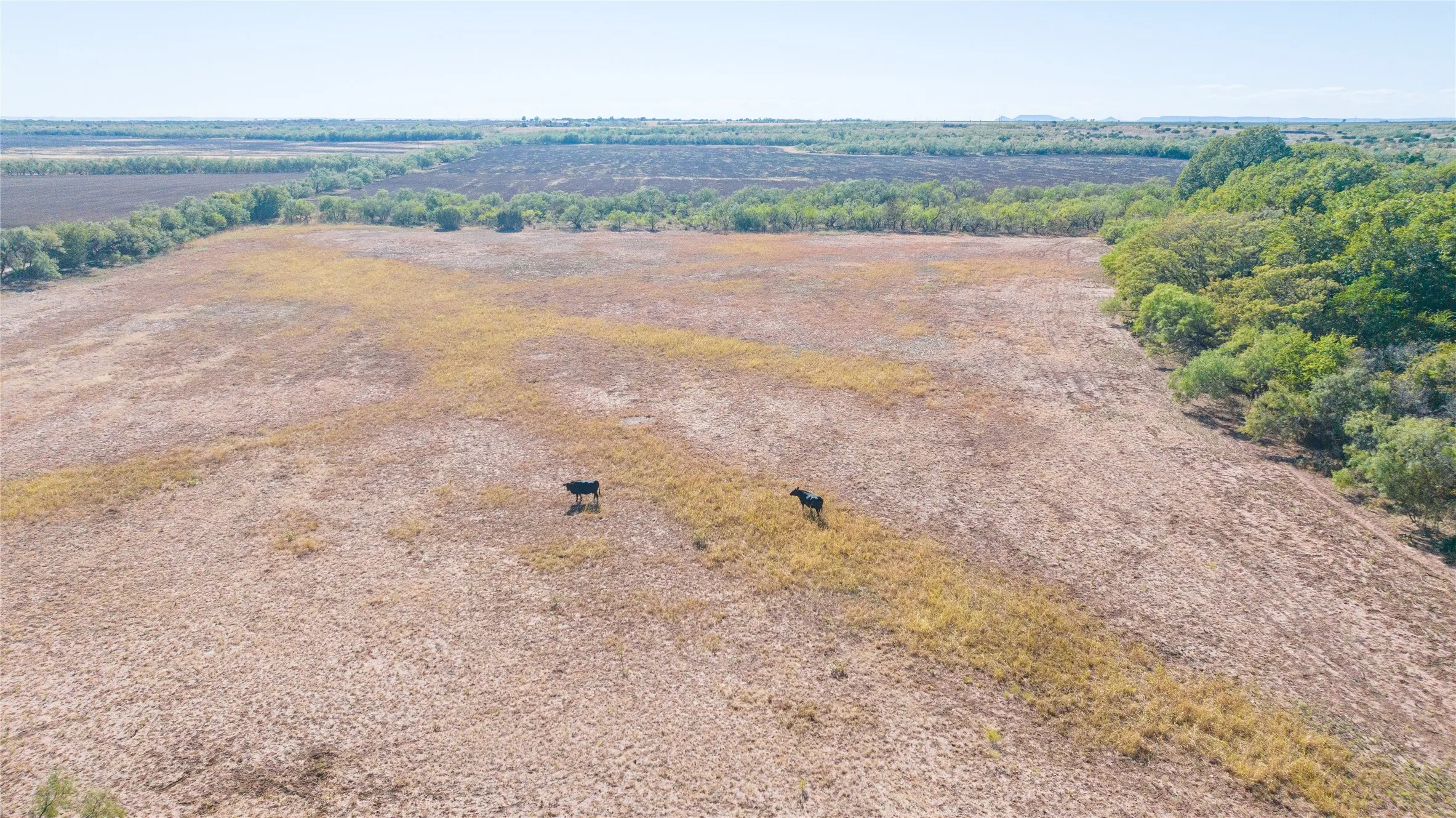 Expansive open field with natural vegetation and bordering tree lines