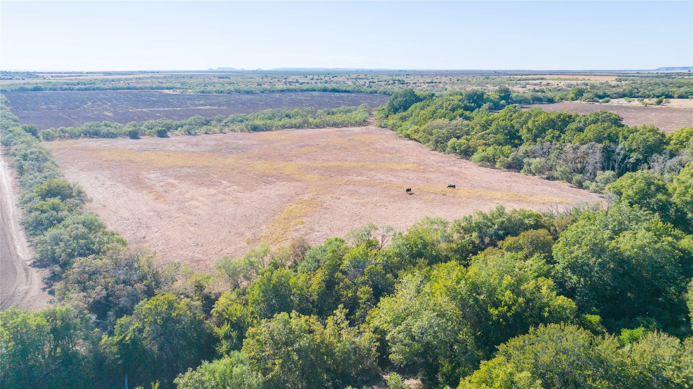 Expansive agricultural land featuring a dirt road and scattered trees