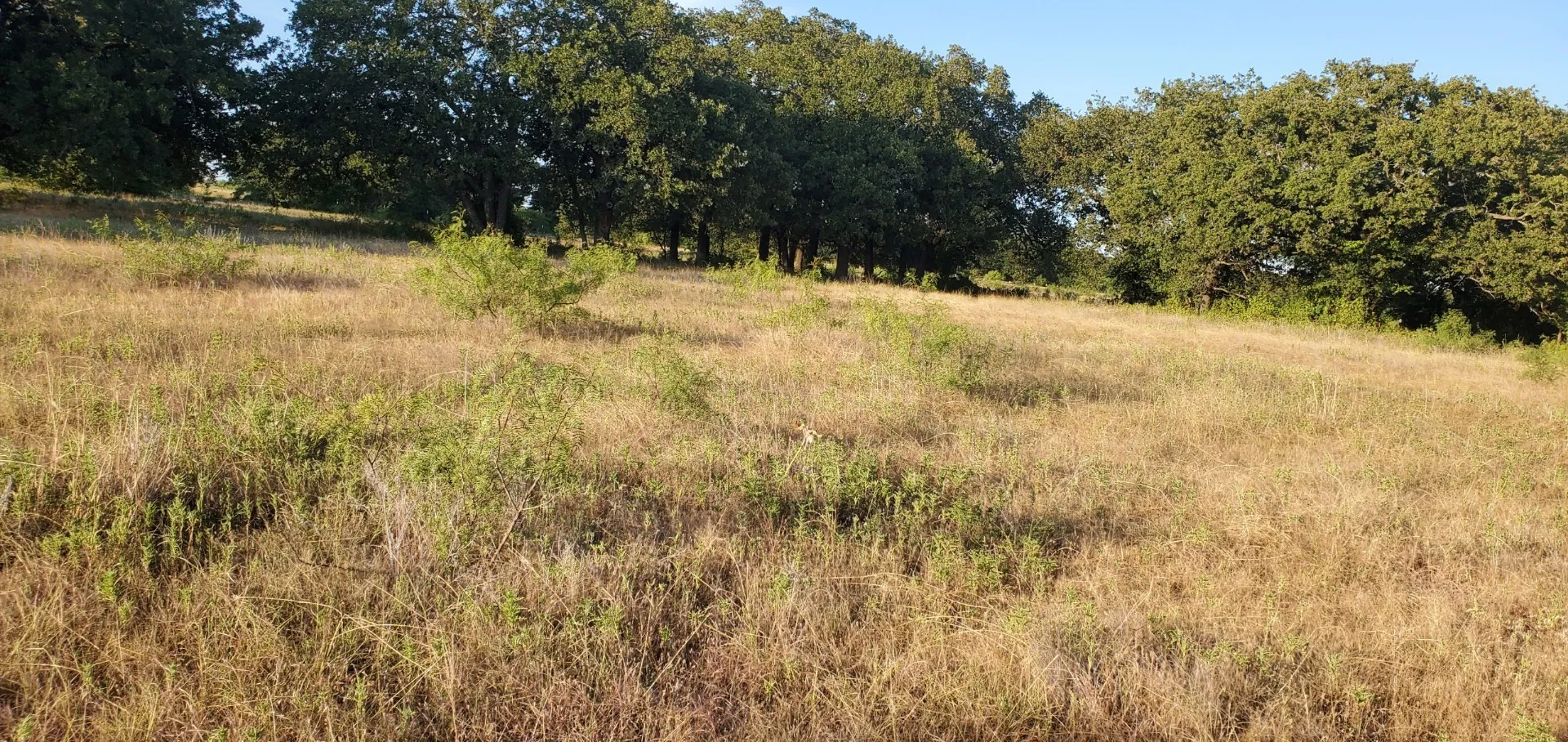 Unimproved Land For Sale in Wise County , 956 Cr-1990, Chico, Texas 76431, 0, 0, Garage spaces, 0 Sqft, built in 0, mls#21407258, Real Estate Agent in Chico, Homes For Sale in Wise county, Homes For Sale in Chico, Realtor in Chico Texas, Real Estate Brokerage Independent Realty Texas, Luminita Cordes Realtor