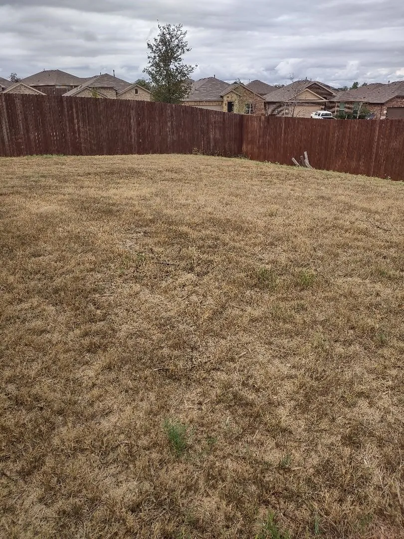 Backlawn