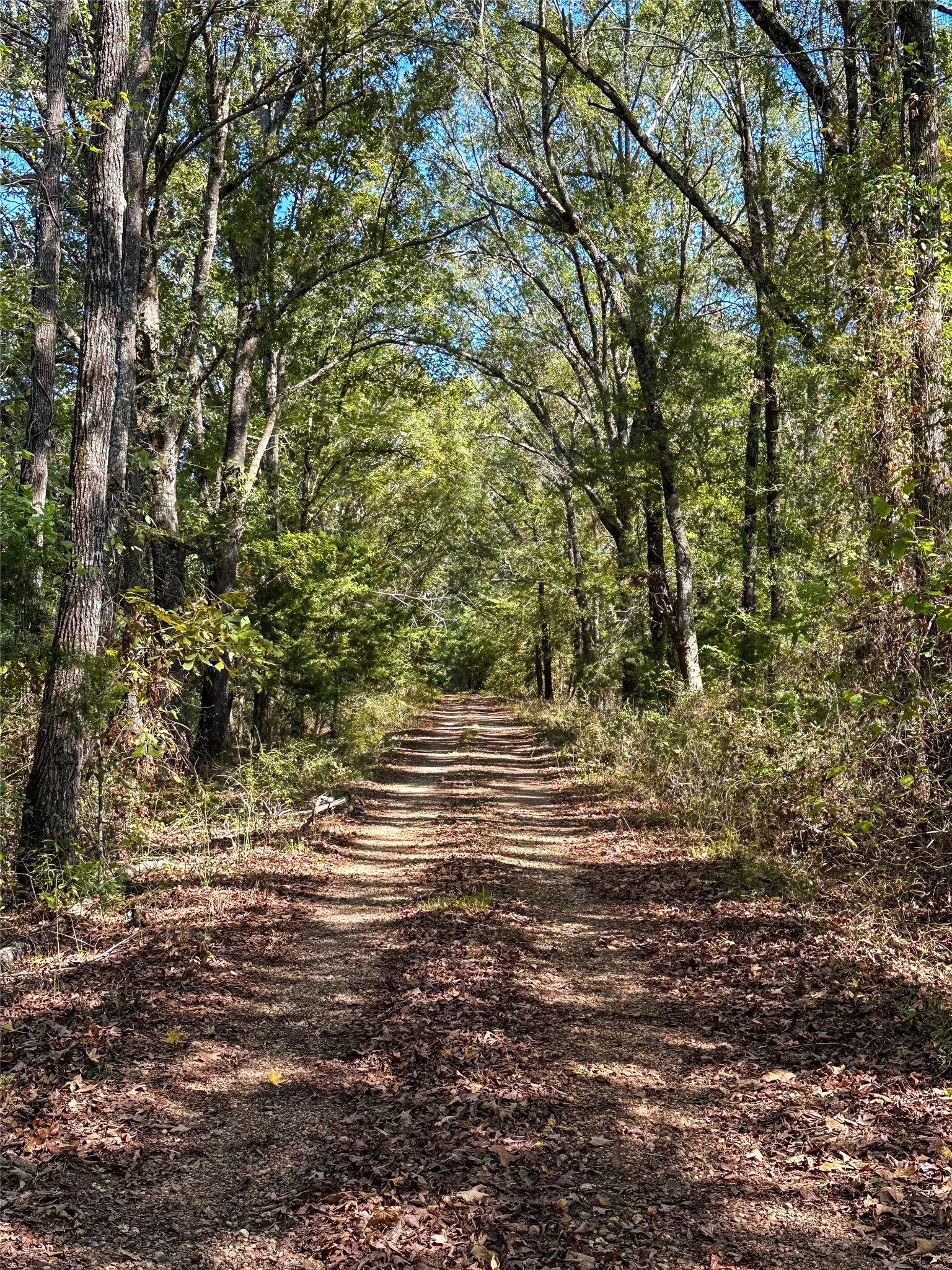 Ranch For Sale in Red River (TX) County , 2937 County Road 2356, Detroit, Texas 75436, 0, 0, Garage spaces, 0 Sqft, built in 0, mls#21407244, Real Estate Agent in Detroit, Homes For Sale in Red River (TX) county, Homes For Sale in Detroit, Realtor in Detroit Texas, Real Estate Brokerage Independent Realty Texas, Luminita Cordes Realtor