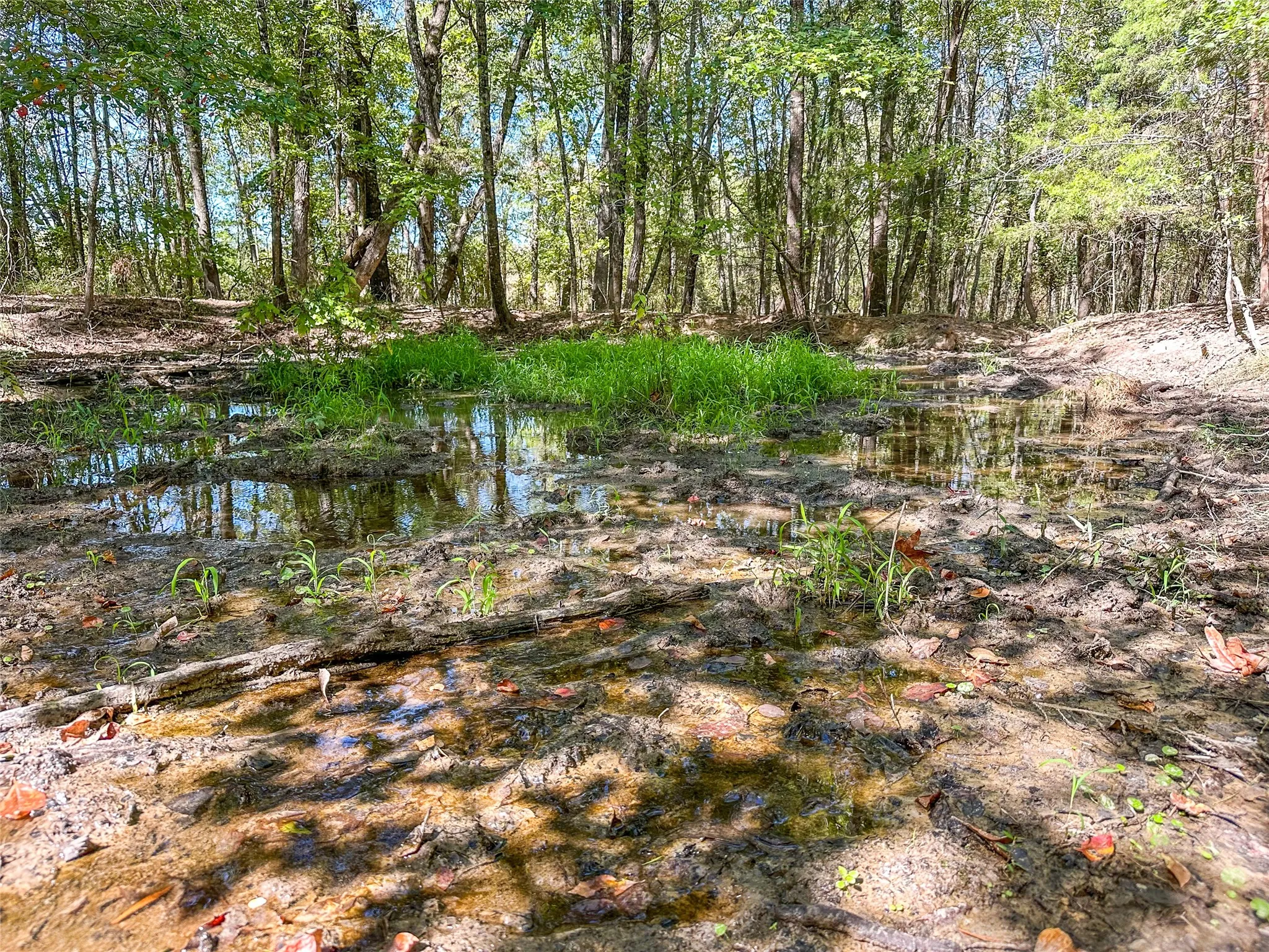 Ranch For Sale in Red River (TX) County , 2937 County Road 2356, Detroit, Texas 75436, 0, 0, Garage spaces, 0 Sqft, built in 0, mls#21407244, Real Estate Agent in Detroit, Homes For Sale in Red River (TX) county, Homes For Sale in Detroit, Realtor in Detroit Texas, Real Estate Brokerage Independent Realty Texas, Luminita Cordes Realtor