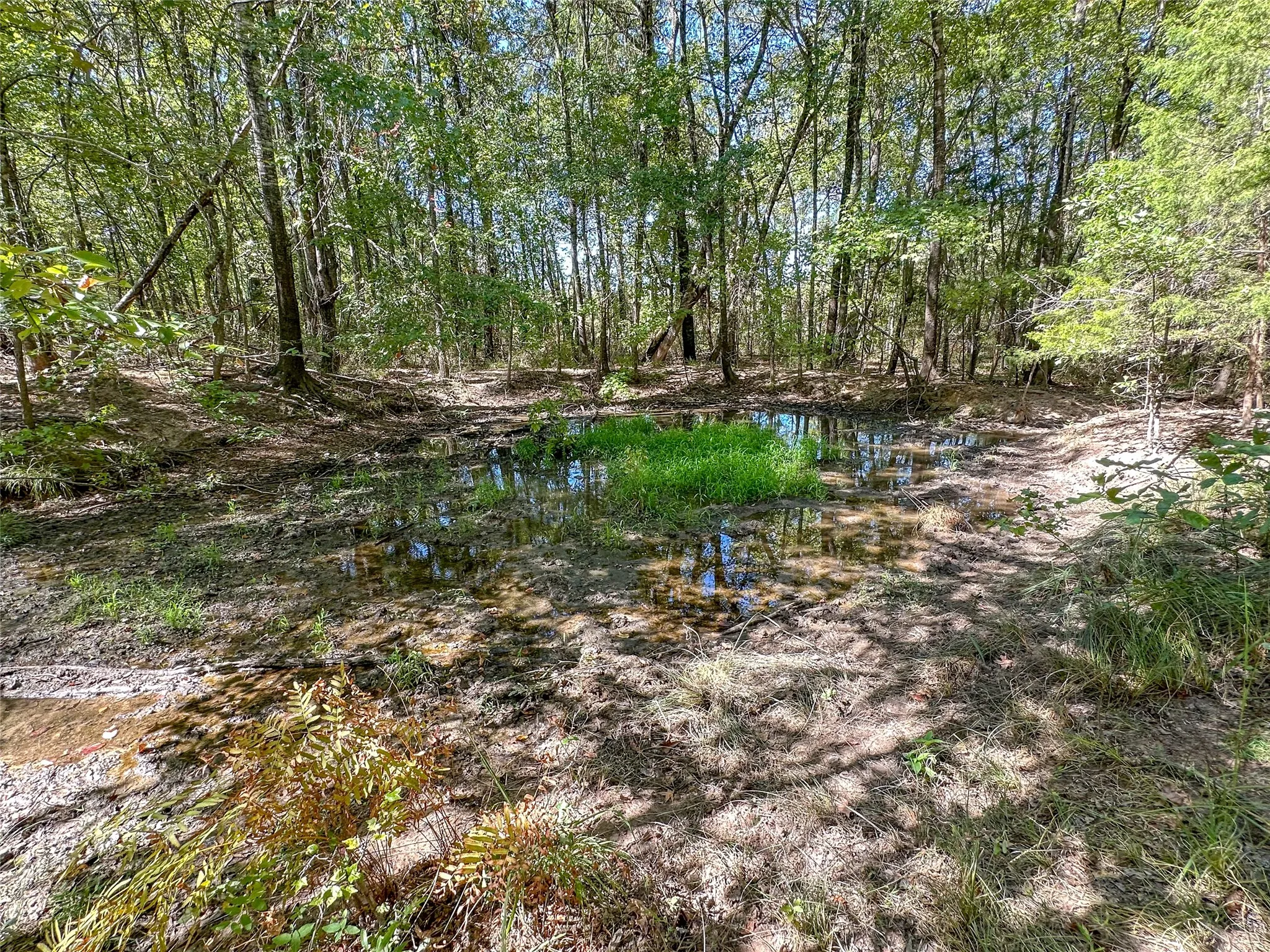 Ranch For Sale in Red River (TX) County , 2937 County Road 2356, Detroit, Texas 75436, 0, 0, Garage spaces, 0 Sqft, built in 0, mls#21407244, Real Estate Agent in Detroit, Homes For Sale in Red River (TX) county, Homes For Sale in Detroit, Realtor in Detroit Texas, Real Estate Brokerage Independent Realty Texas, Luminita Cordes Realtor