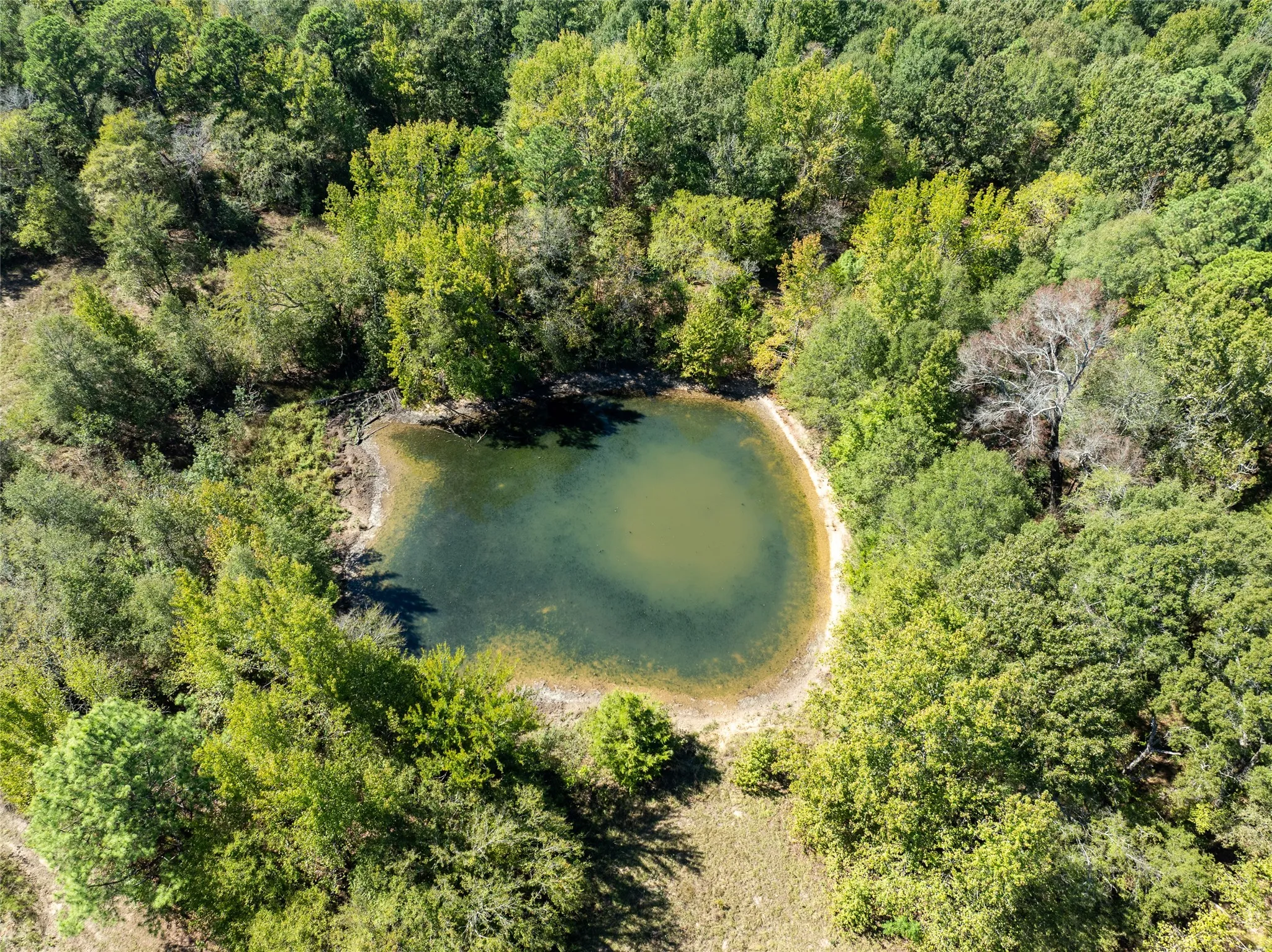 Ranch For Sale in Red River (TX) County , 2937 County Road 2356, Detroit, Texas 75436, 0, 0, Garage spaces, 0 Sqft, built in 0, mls#21407244, Real Estate Agent in Detroit, Homes For Sale in Red River (TX) county, Homes For Sale in Detroit, Realtor in Detroit Texas, Real Estate Brokerage Independent Realty Texas, Luminita Cordes Realtor