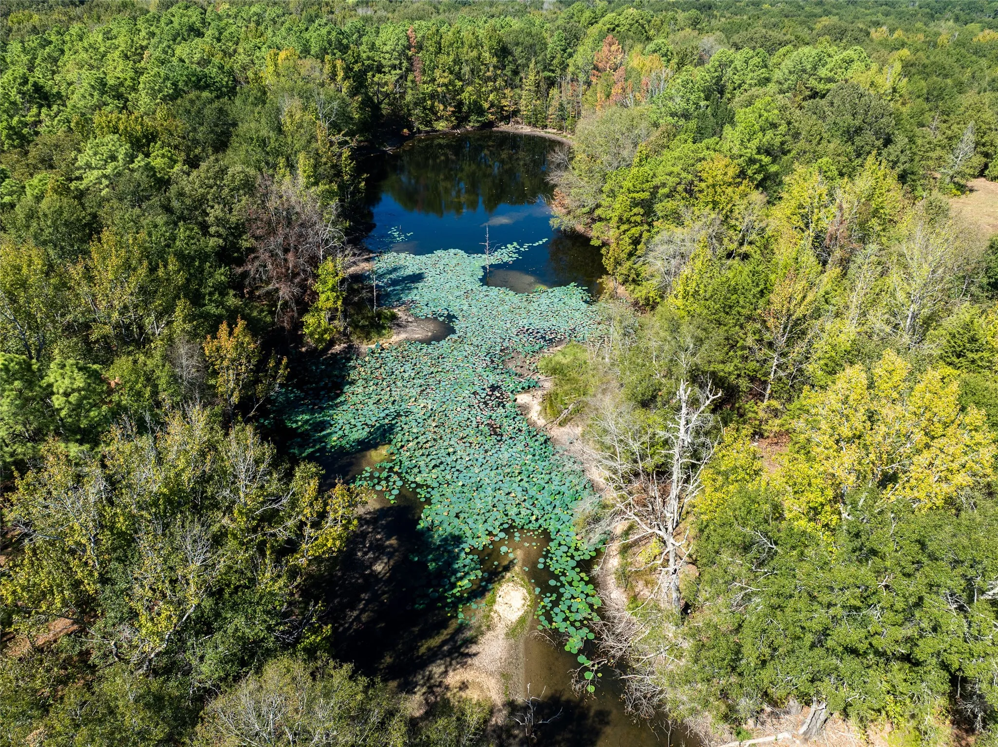 Ranch For Sale in Red River (TX) County , 2937 County Road 2356, Detroit, Texas 75436, 0, 0, Garage spaces, 0 Sqft, built in 0, mls#21407244, Real Estate Agent in Detroit, Homes For Sale in Red River (TX) county, Homes For Sale in Detroit, Realtor in Detroit Texas, Real Estate Brokerage Independent Realty Texas, Luminita Cordes Realtor
