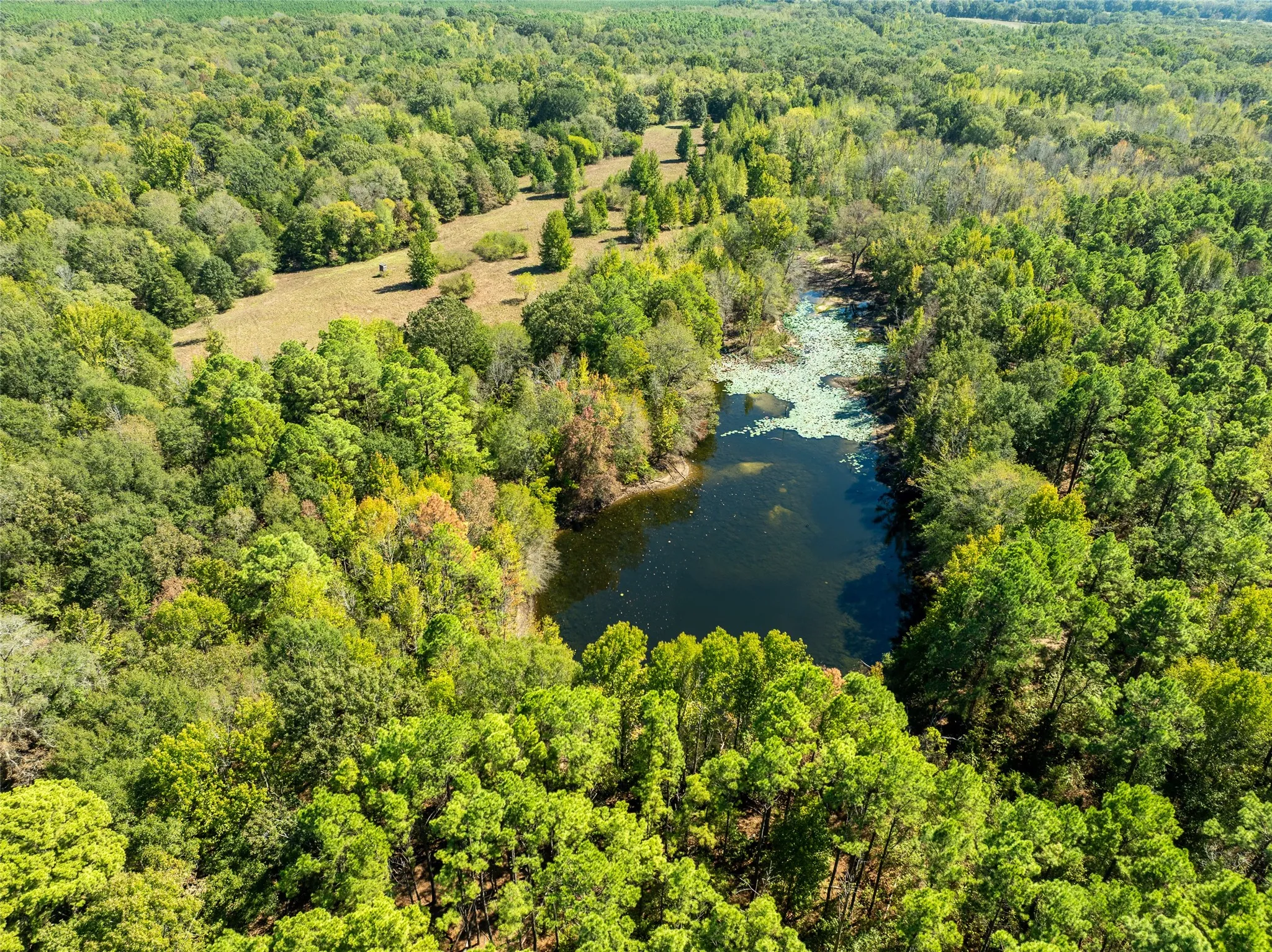 Ranch For Sale in Red River (TX) County , 2937 County Road 2356, Detroit, Texas 75436, 0, 0, Garage spaces, 0 Sqft, built in 0, mls#21407244, Real Estate Agent in Detroit, Homes For Sale in Red River (TX) county, Homes For Sale in Detroit, Realtor in Detroit Texas, Real Estate Brokerage Independent Realty Texas, Luminita Cordes Realtor