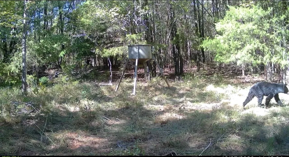 Ranch For Sale in Red River (TX) County , 2937 County Road 2356, Detroit, Texas 75436, 0, 0, Garage spaces, 0 Sqft, built in 0, mls#21407244, Real Estate Agent in Detroit, Homes For Sale in Red River (TX) county, Homes For Sale in Detroit, Realtor in Detroit Texas, Real Estate Brokerage Independent Realty Texas, Luminita Cordes Realtor