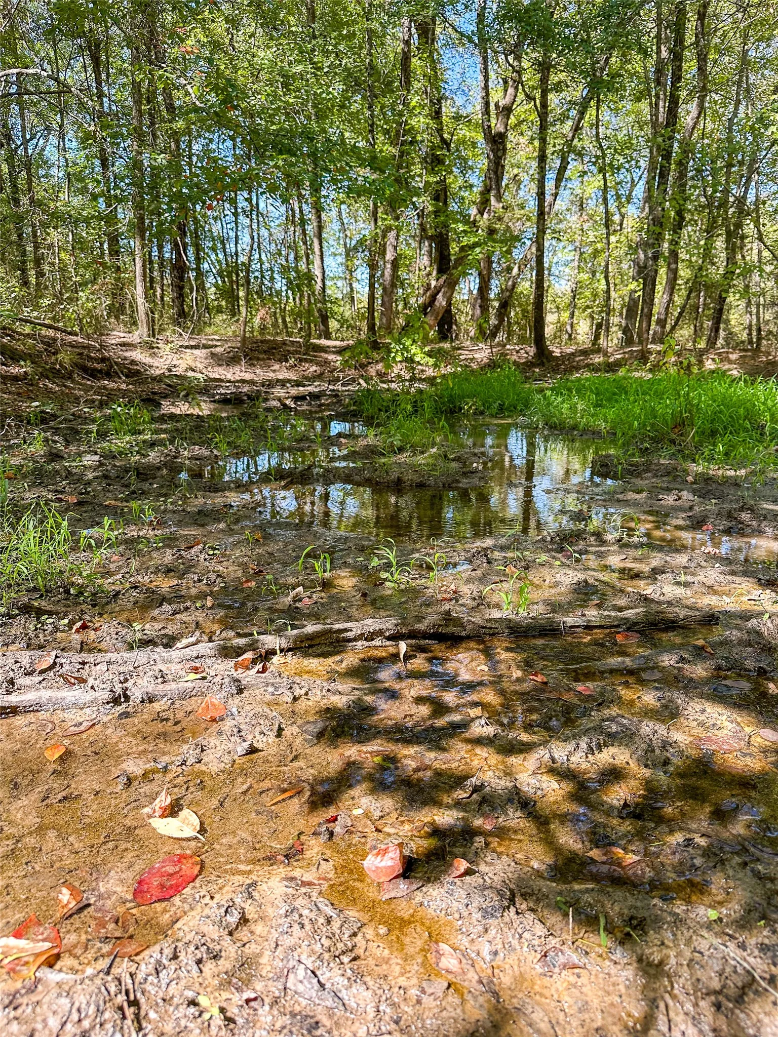 Ranch For Sale in Red River (TX) County , 2937 County Road 2356, Detroit, Texas 75436, 0, 0, Garage spaces, 0 Sqft, built in 0, mls#21407244, Real Estate Agent in Detroit, Homes For Sale in Red River (TX) county, Homes For Sale in Detroit, Realtor in Detroit Texas, Real Estate Brokerage Independent Realty Texas, Luminita Cordes Realtor