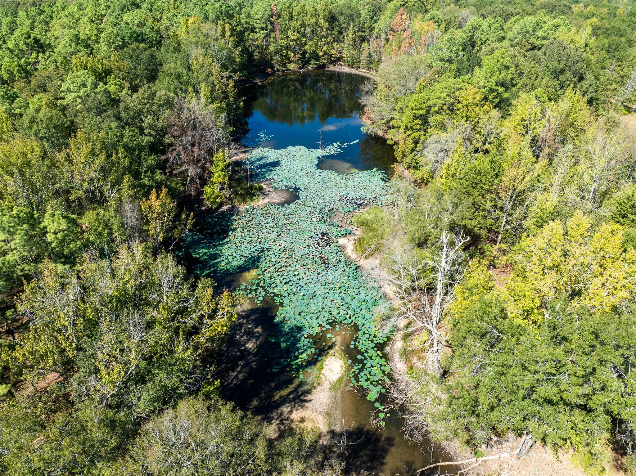 Ranch For Sale in Red River (TX) County , 2937 County Road 2356, Detroit, Texas 75436, 0, 0, Garage spaces, 0 Sqft, built in 0, mls#21407244, Real Estate Agent in Detroit, Homes For Sale in Red River (TX) county, Homes For Sale in Detroit, Realtor in Detroit Texas, Real Estate Brokerage Independent Realty Texas, Luminita Cordes Realtor