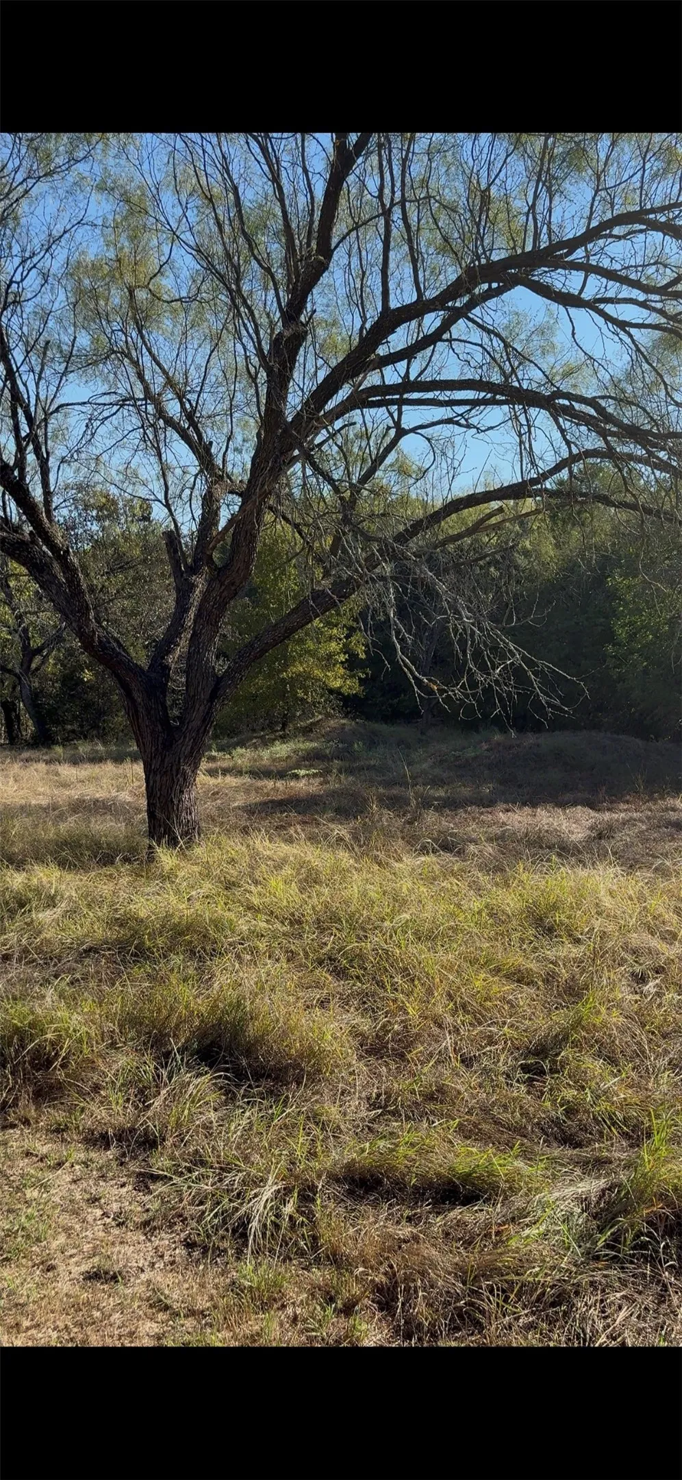 Expansive lot featuring mature hardwood trees and natural vegetation