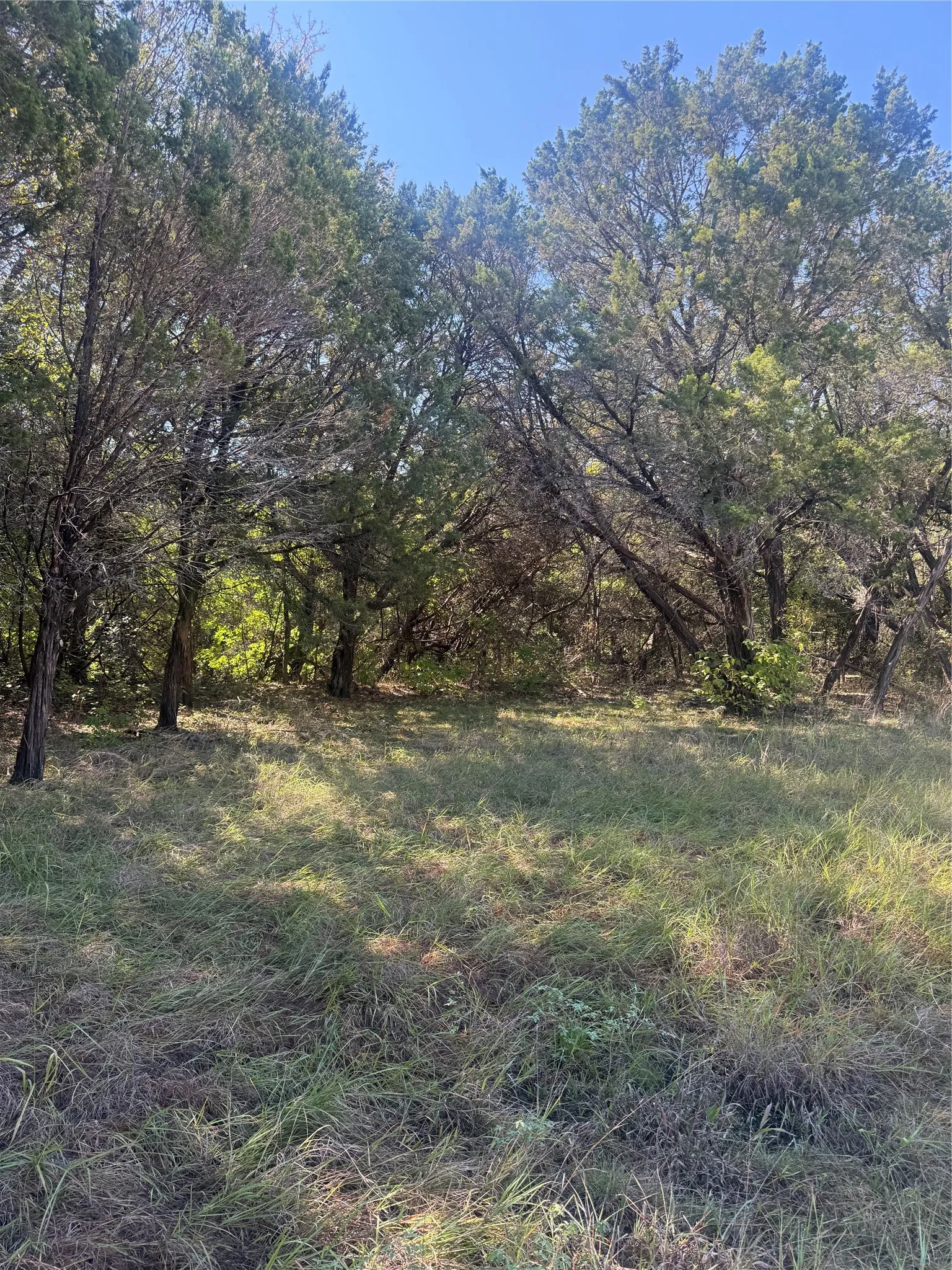 Expansive lot featuring mature native trees and natural grasses
