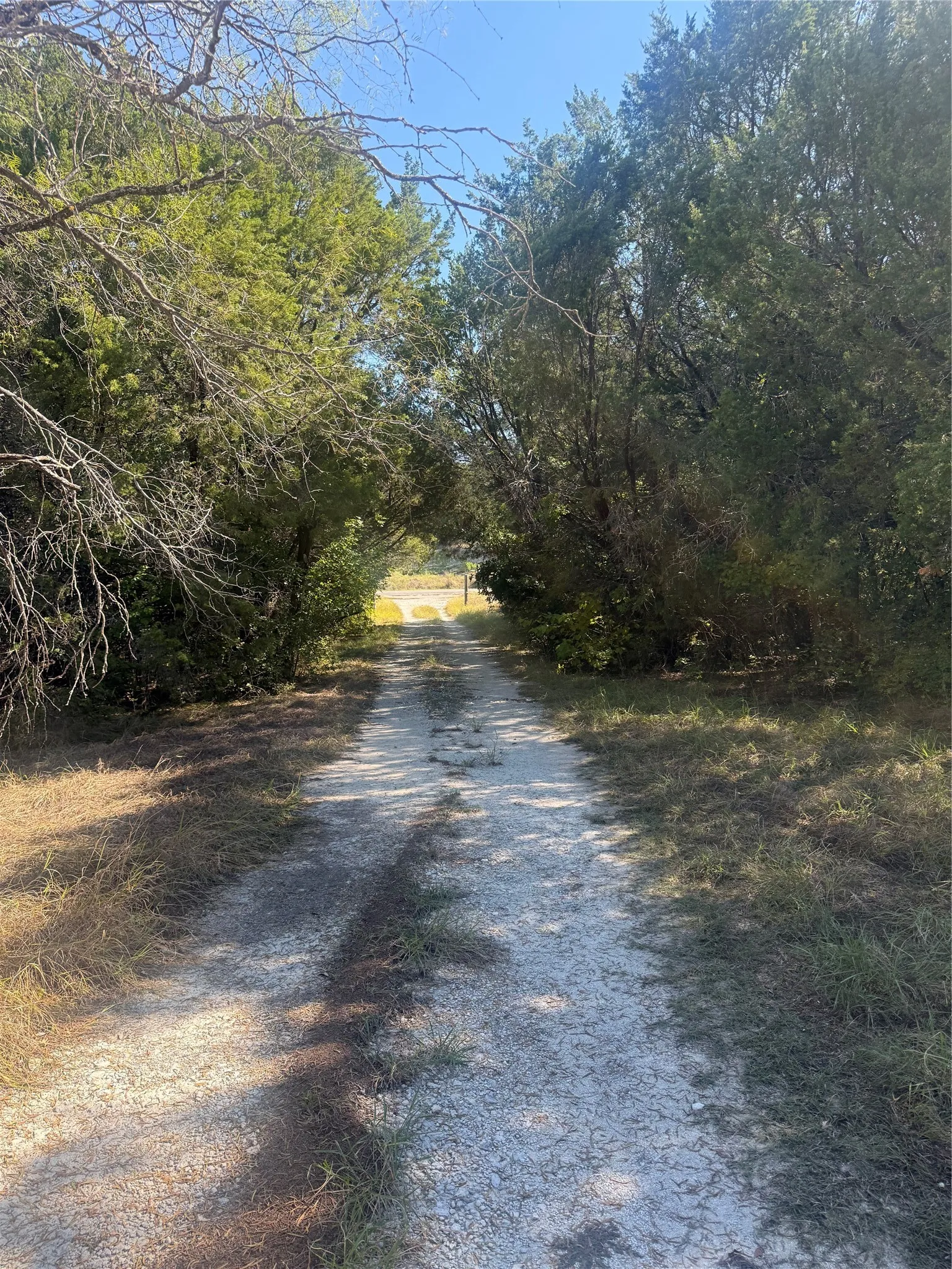 Gravel drive lined with mature native trees