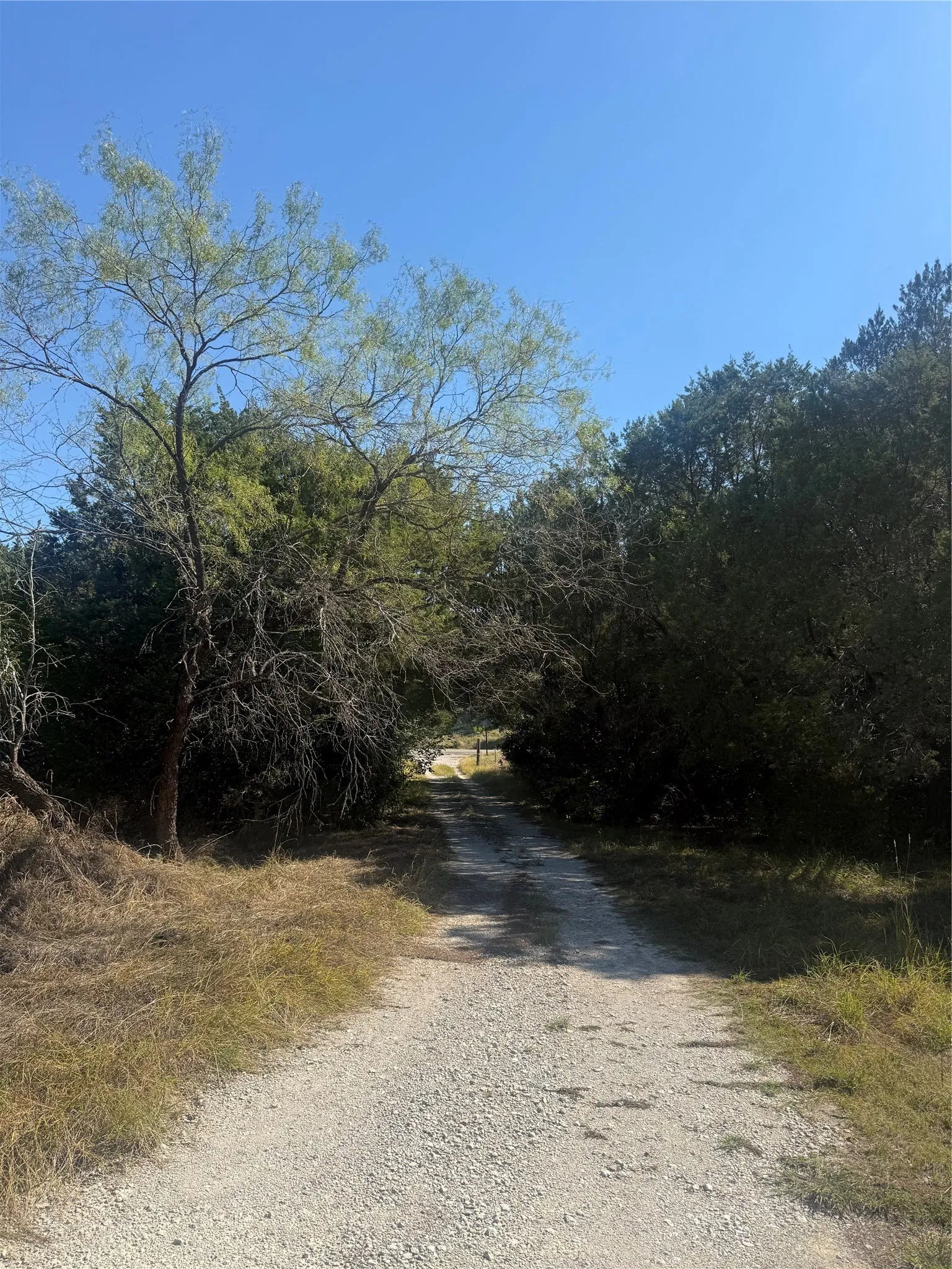 Gravel driveway lined with mature deciduous and evergreen trees