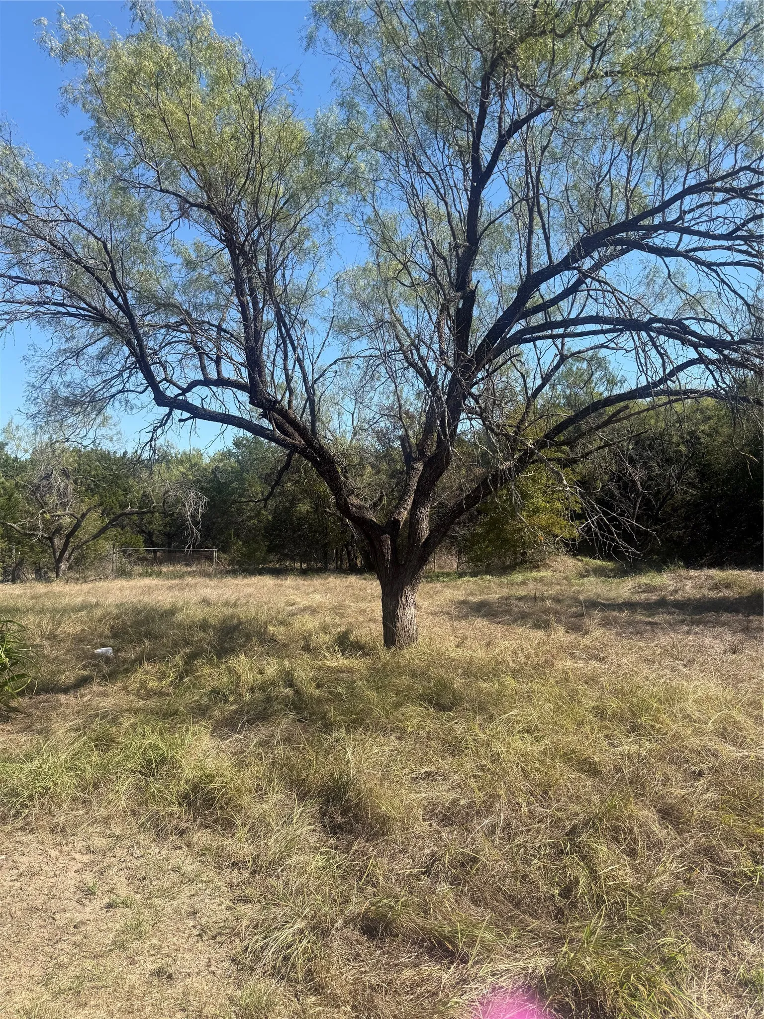 Expansive lot featuring mature trees and natural landscape