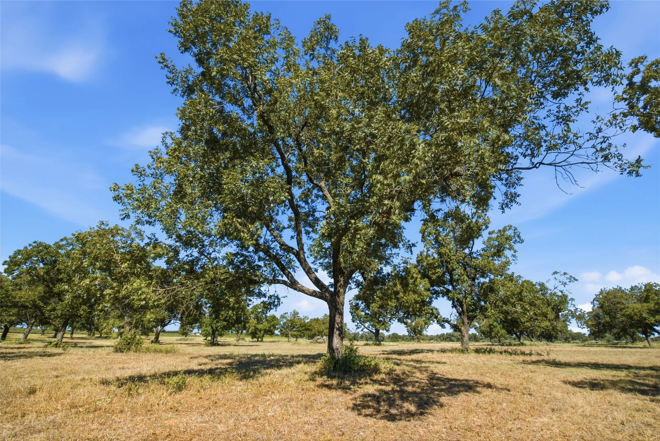 Improved Land For Sale in Parker County , TBD Clary Road, Millsap, Texas 76066, 0, 0, Garage spaces, 0 Sqft, built in 0, mls#21406099, Real Estate Agent in Millsap, Homes For Sale in Parker county, Homes For Sale in Millsap, Realtor in Millsap Texas, Real Estate Brokerage Independent Realty Texas, Luminita Cordes Realtor
