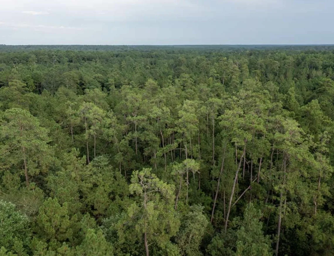 Unimproved Land For Sale in Walker County , 16 Coyote, New Waverly, Texas 77358, 0, 0, Garage spaces, 0 Sqft, built in 0, mls#21407414, Real Estate Agent in New Waverly, Homes For Sale in Walker county, Homes For Sale in New Waverly, Realtor in New Waverly Texas, Real Estate Brokerage Independent Realty Texas, Luminita Cordes Realtor