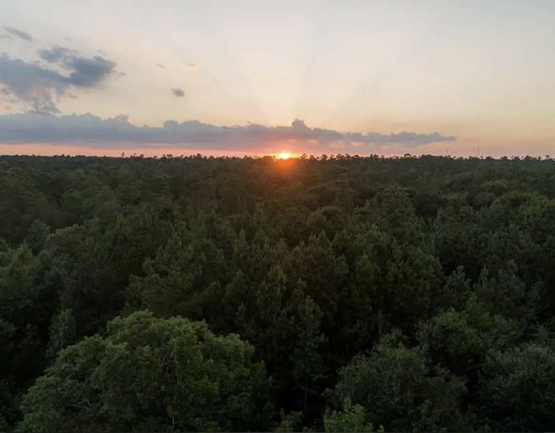 Unimproved Land For Sale in Walker County , 16 Coyote, New Waverly, Texas 77358, 0, 0, Garage spaces, 0 Sqft, built in 0, mls#21407414, Real Estate Agent in New Waverly, Homes For Sale in Walker county, Homes For Sale in New Waverly, Realtor in New Waverly Texas, Real Estate Brokerage Independent Realty Texas, Luminita Cordes Realtor